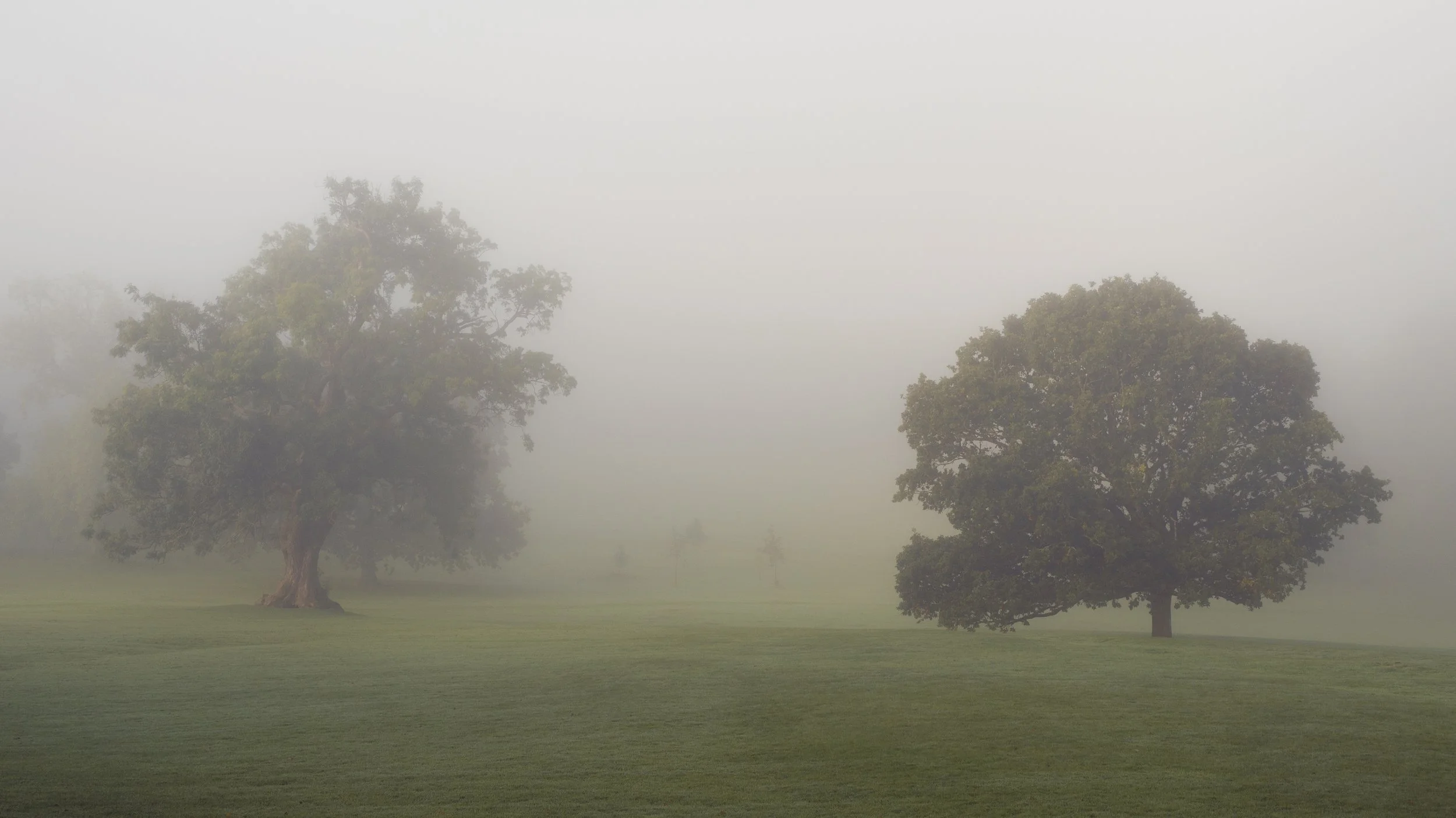 Two trees leaning into each other in Balloch Country Park.