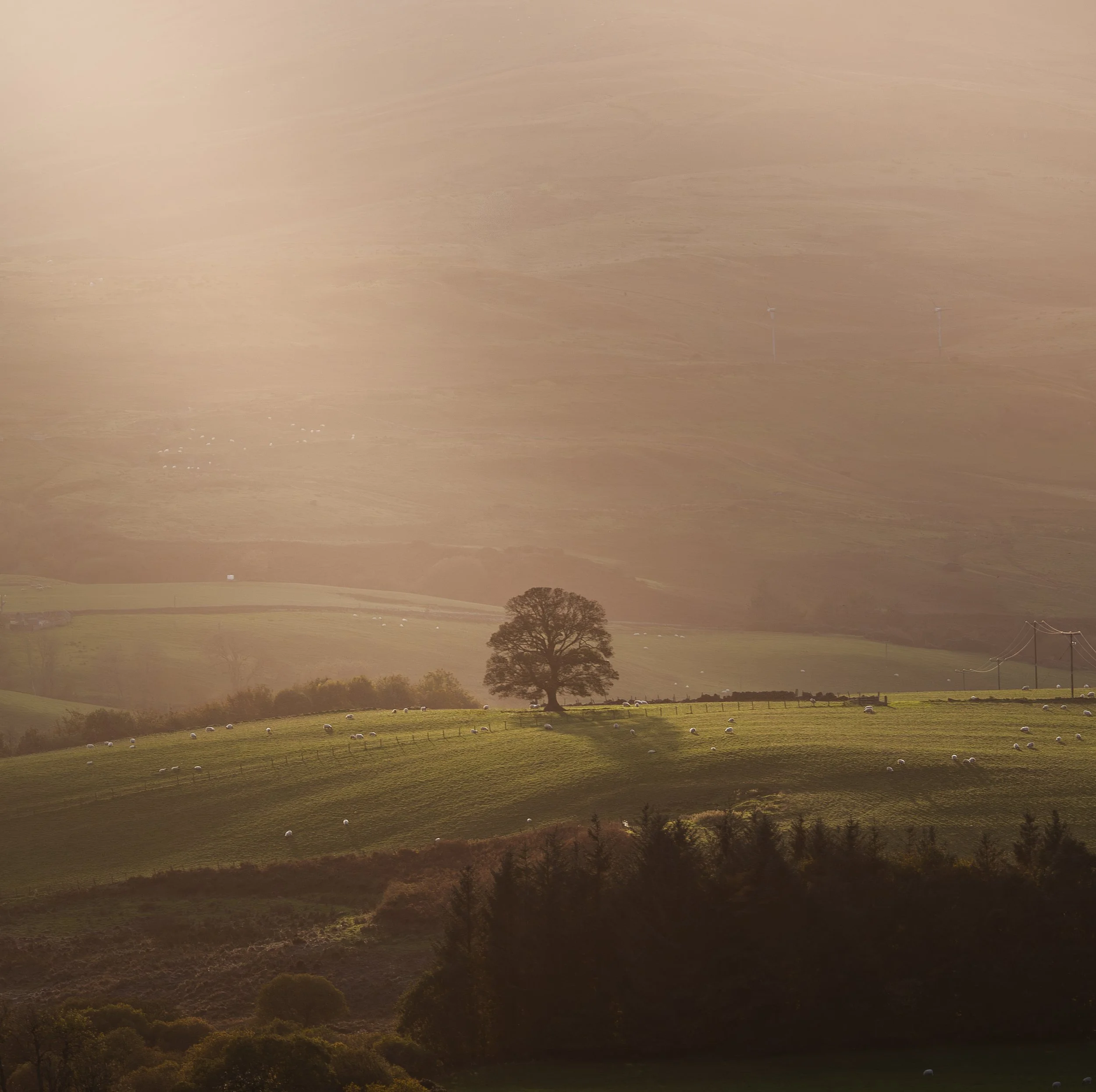 A solitary tree near Fintry, Scotland.