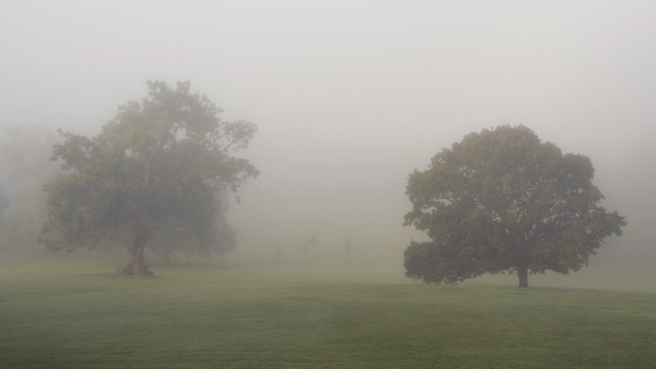 Two large trees in a foggy landscape with a grassy field.