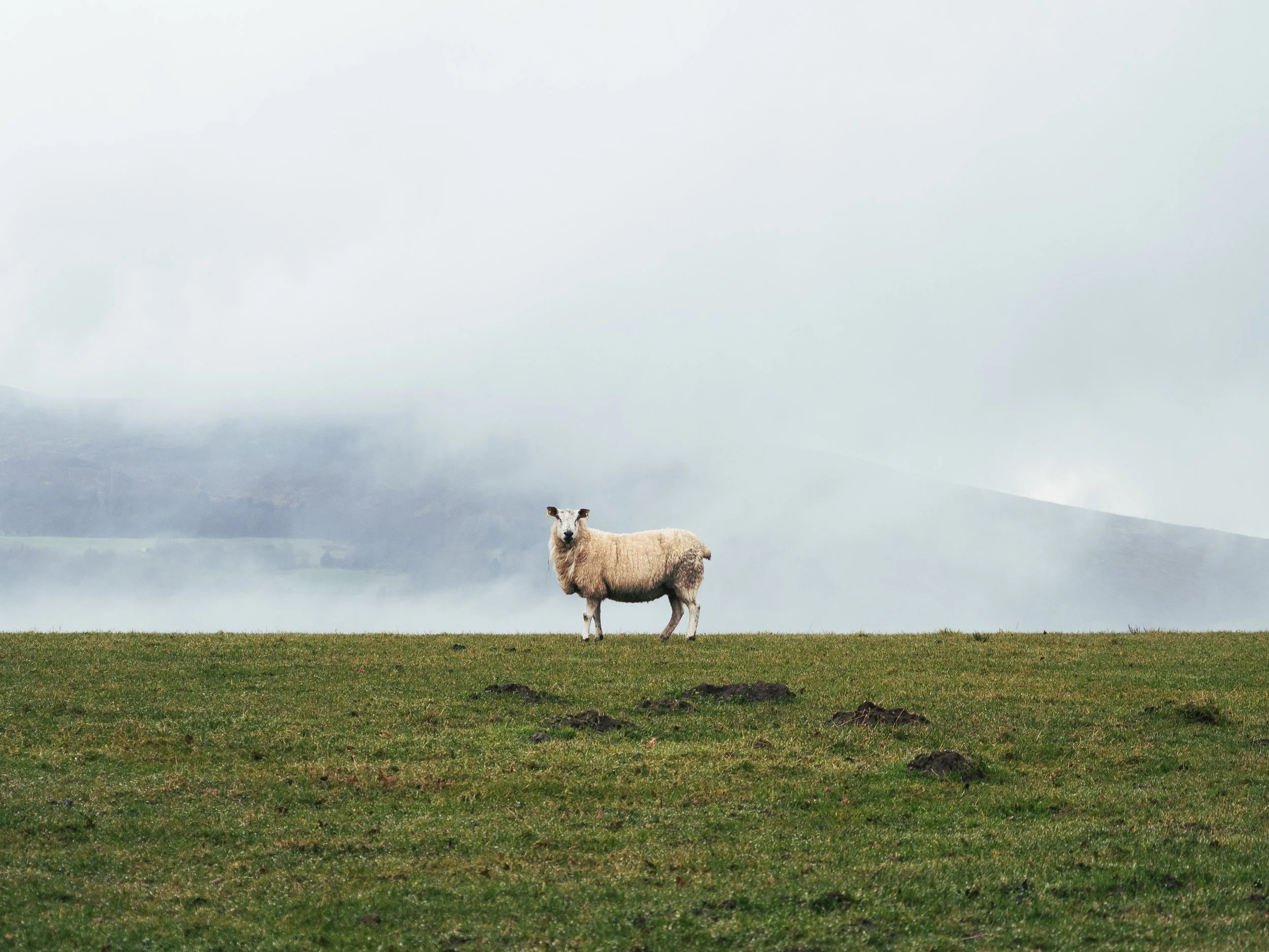 A single sheep standing on a grassy field near Balloch, with fog rolling through the valley behind.
