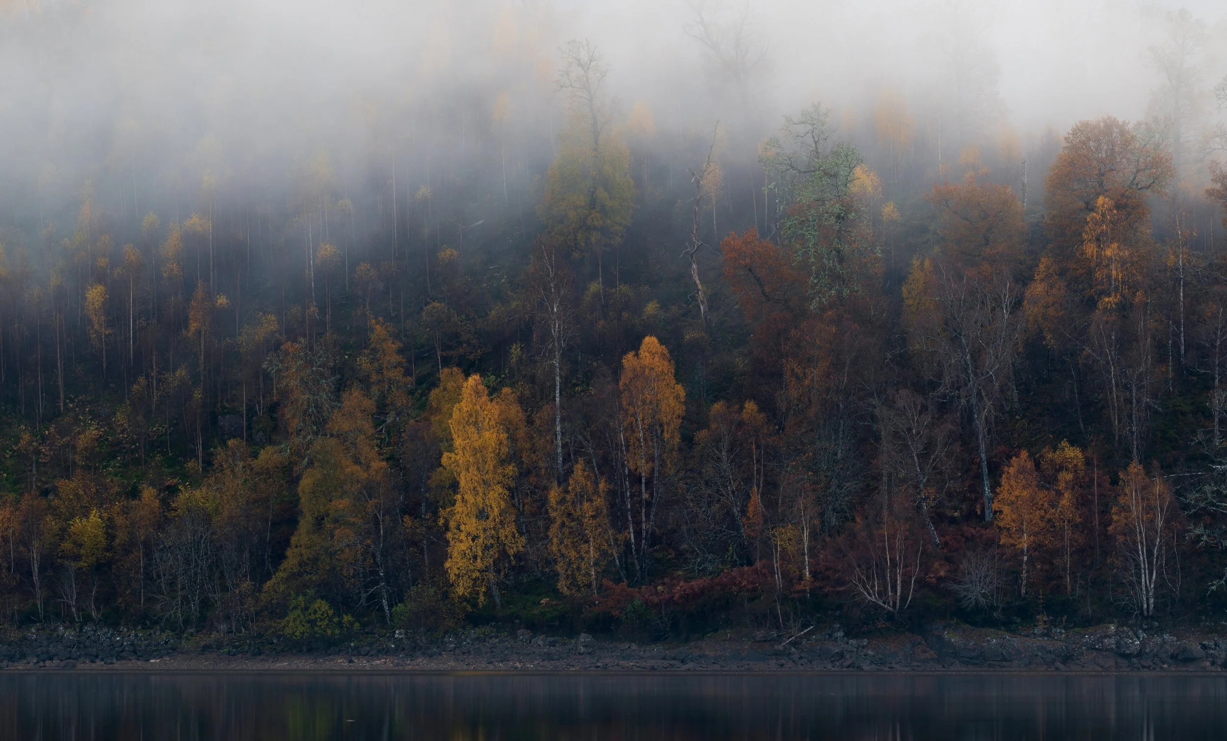 Foggy woodland behind Loch Garry, Scotland.