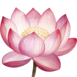 Grafik einer Lotusblume in rosa