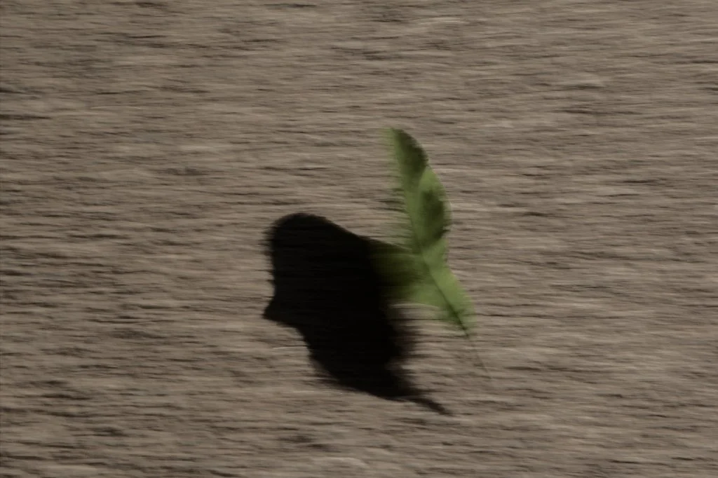 A leaf casts a shadow as blown away