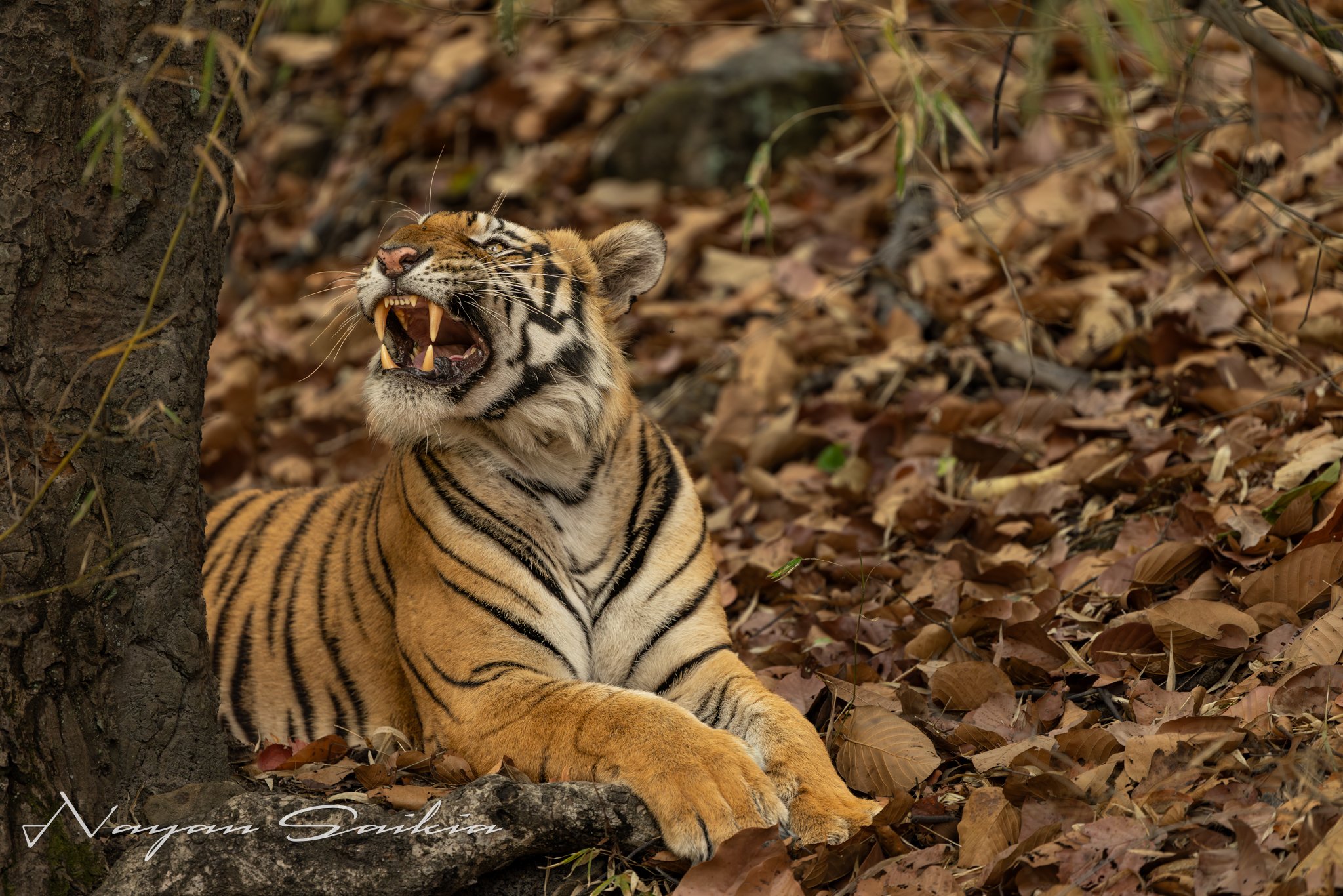 214A0622-2.jpg