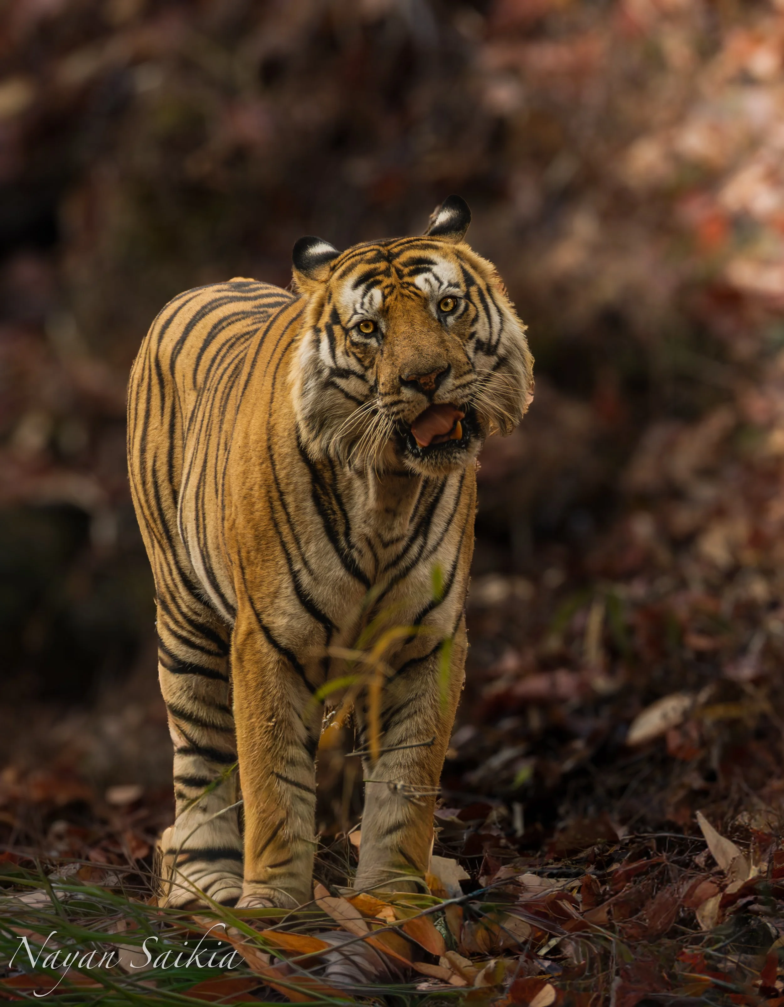 0C4A0074-Edit-2-2.jpg