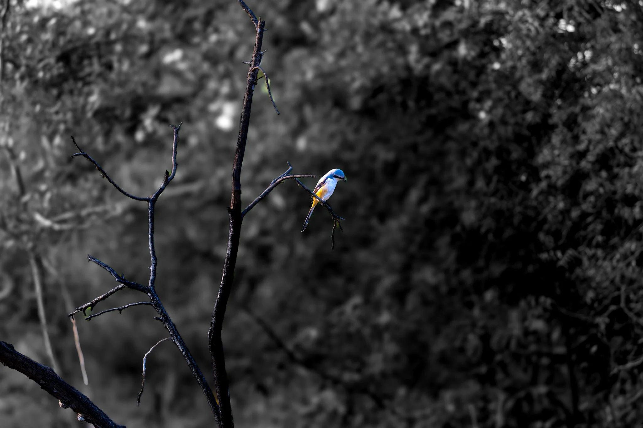 Tipeshwar Wildlife Sanctuary