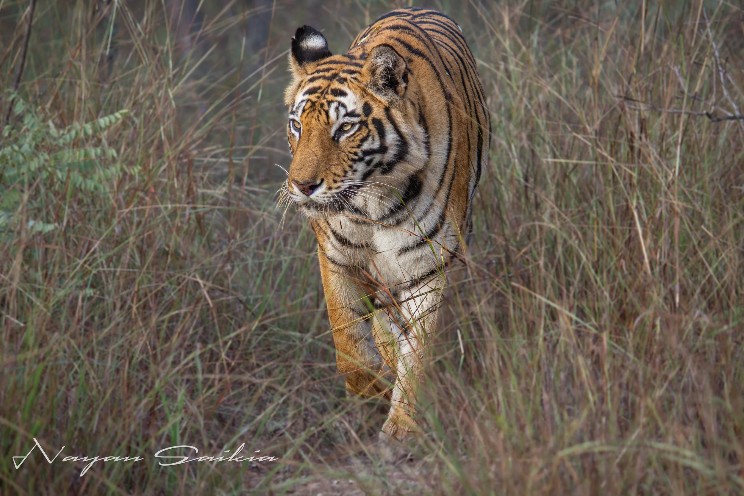 IMG_8431-2-Edit.jpg