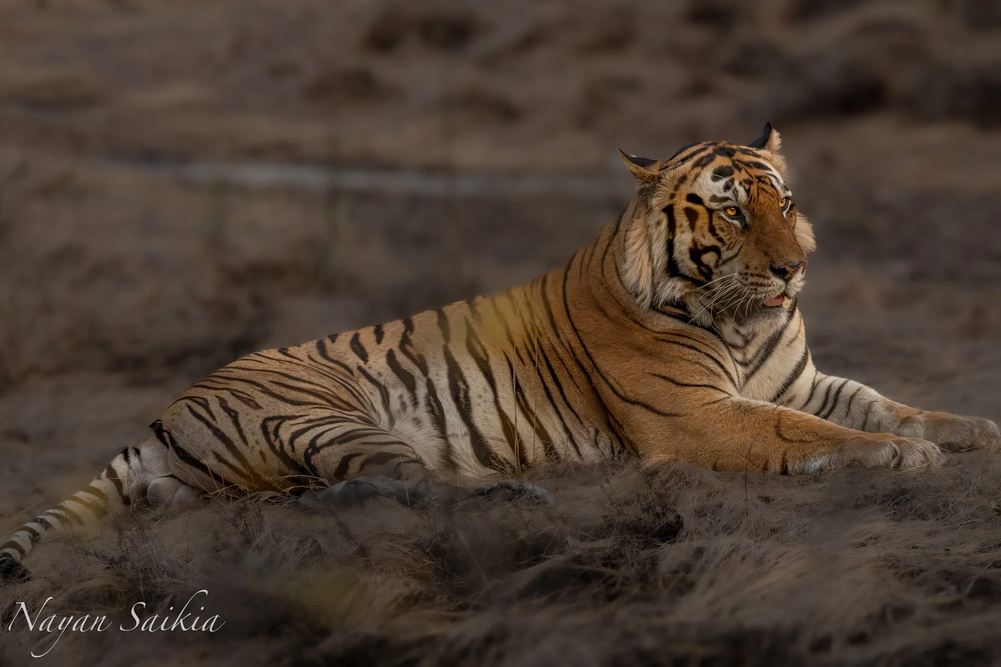 0C4A0518-4.jpg