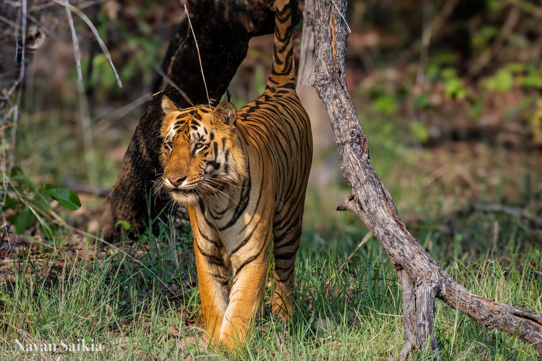 Tadoba National Park