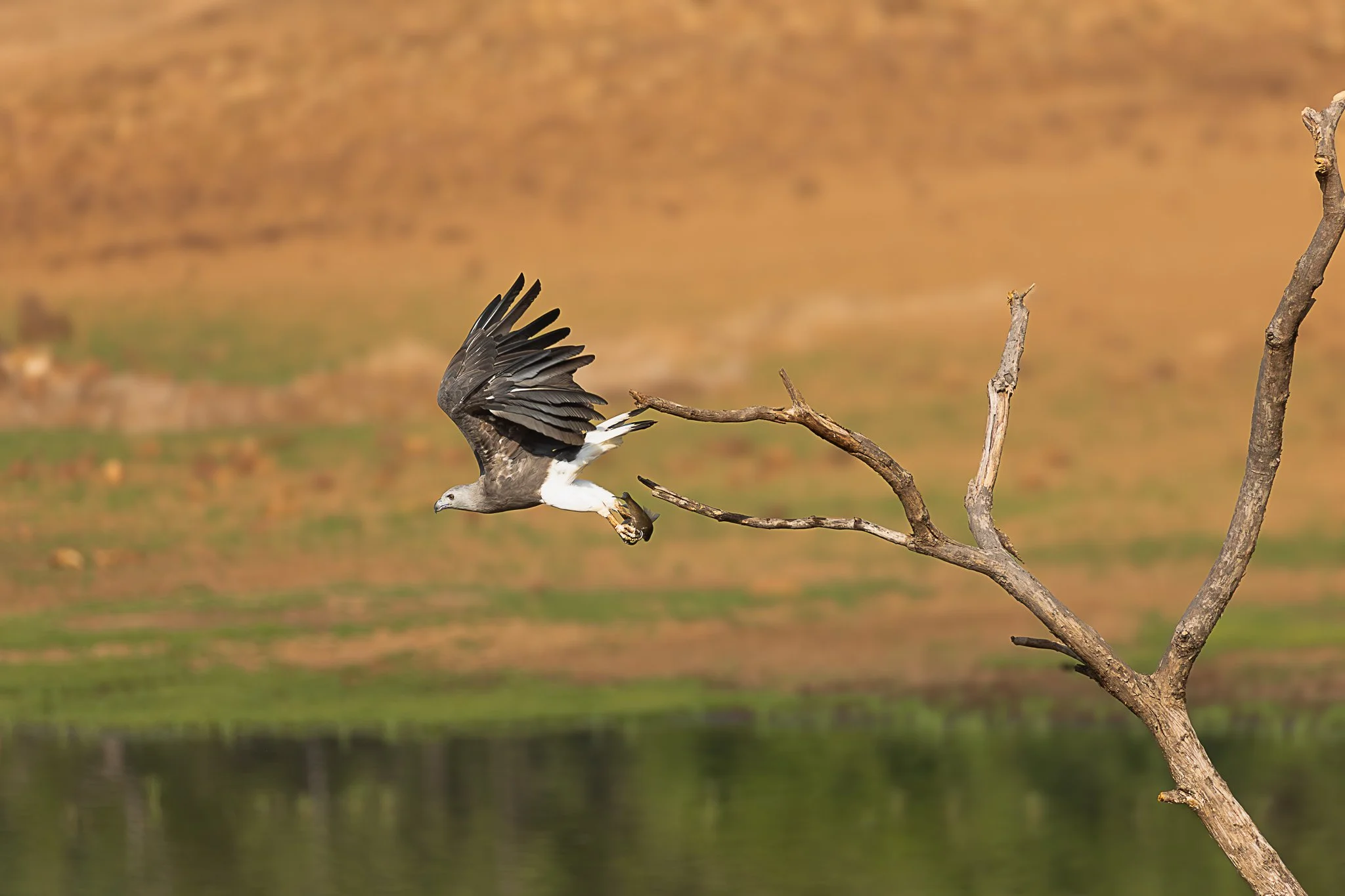 Tadoba National Park - Kolara