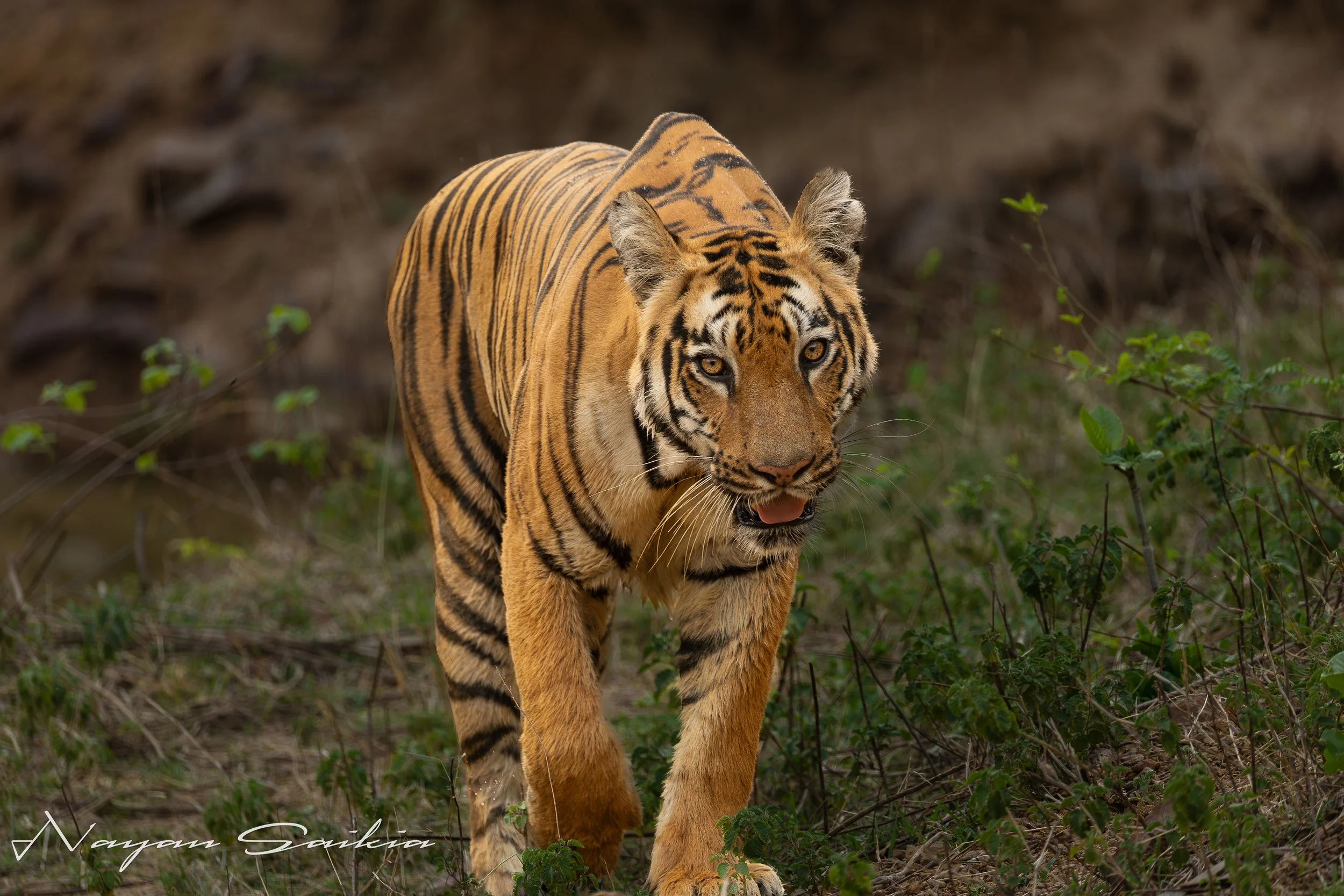 0C4A1222-2.jpg