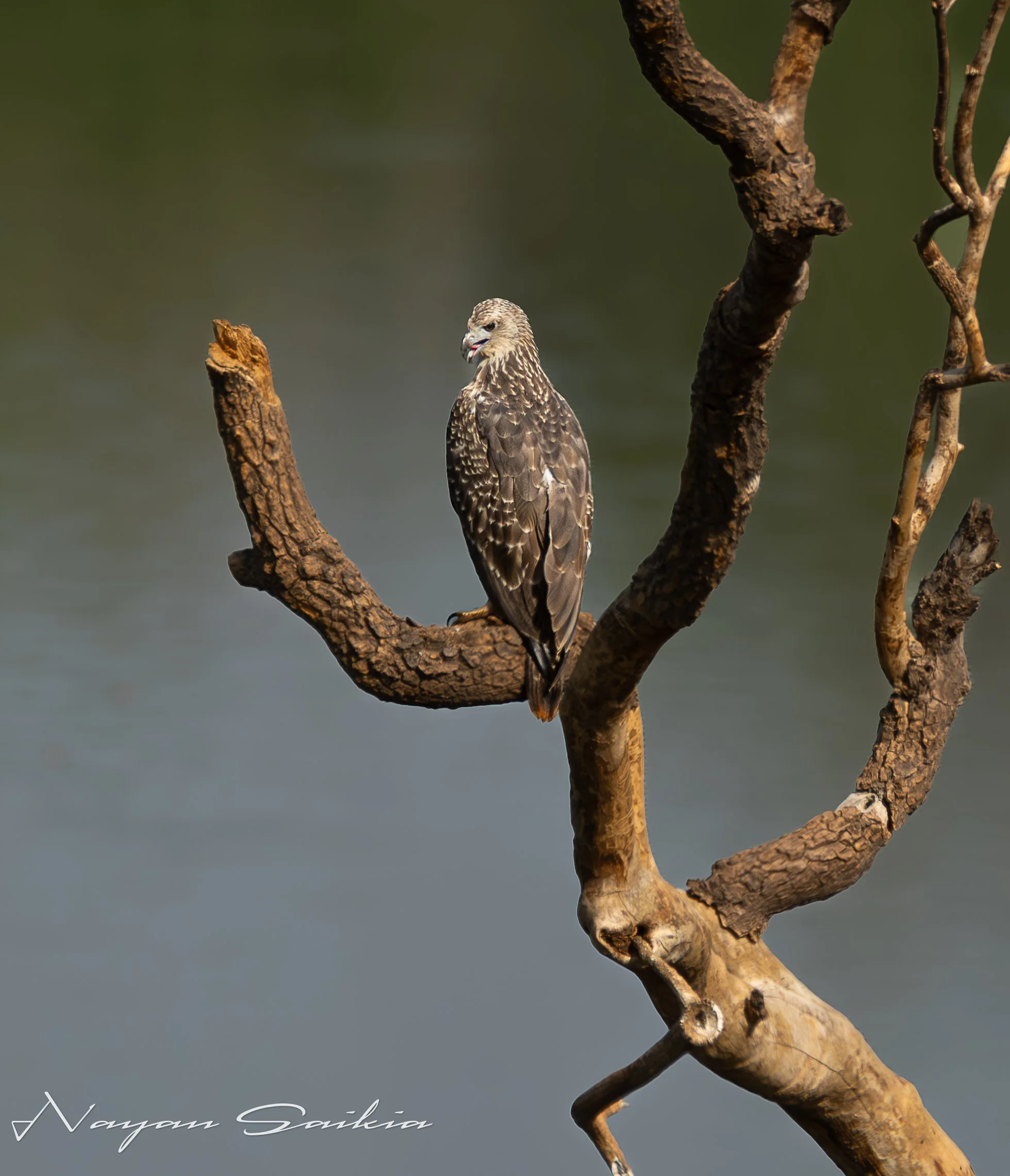 0C4A1363-2.jpg