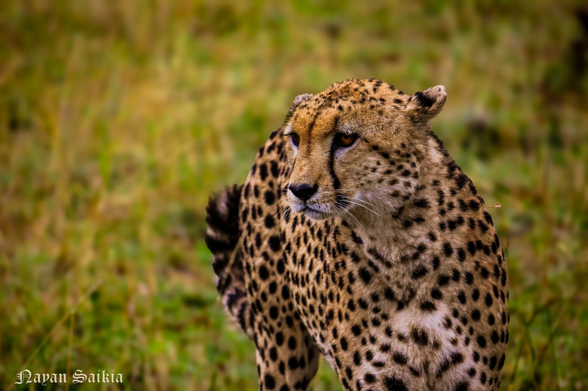 South Africa/Kenya