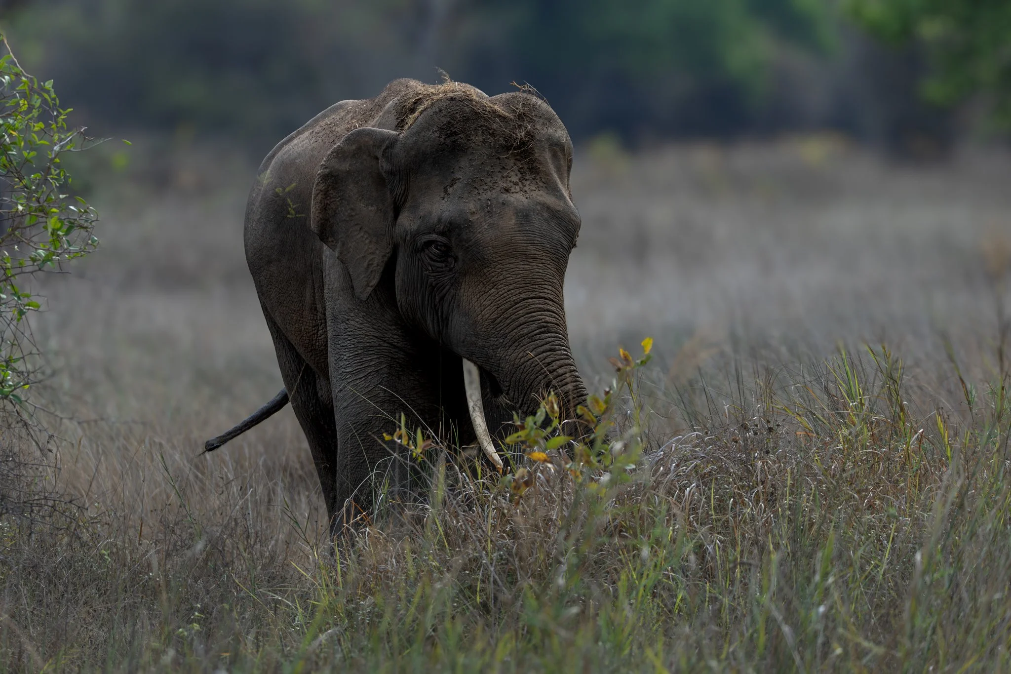Bhandavgarh National Park