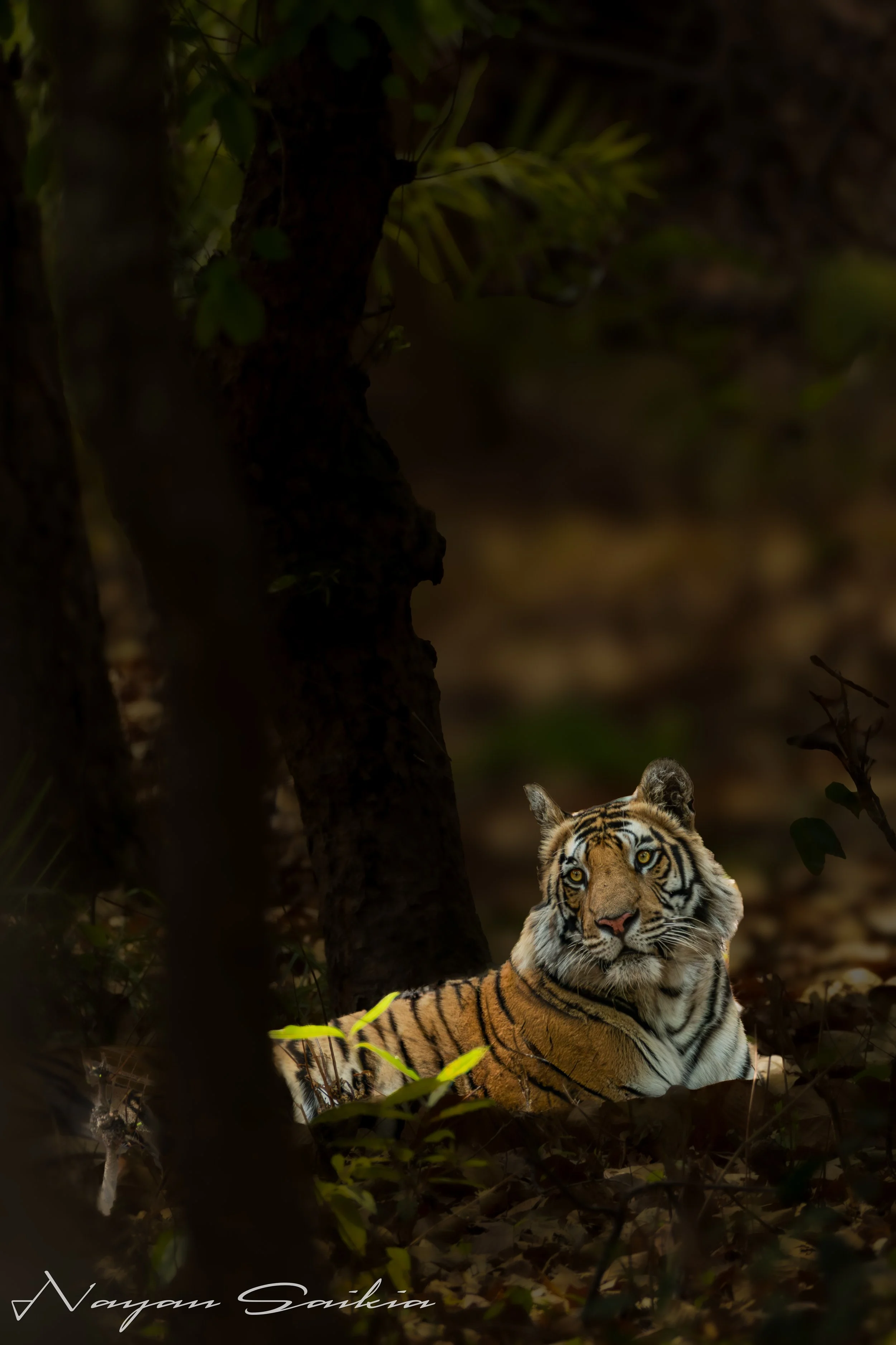 0C4A0249-Edit-Edit.jpg