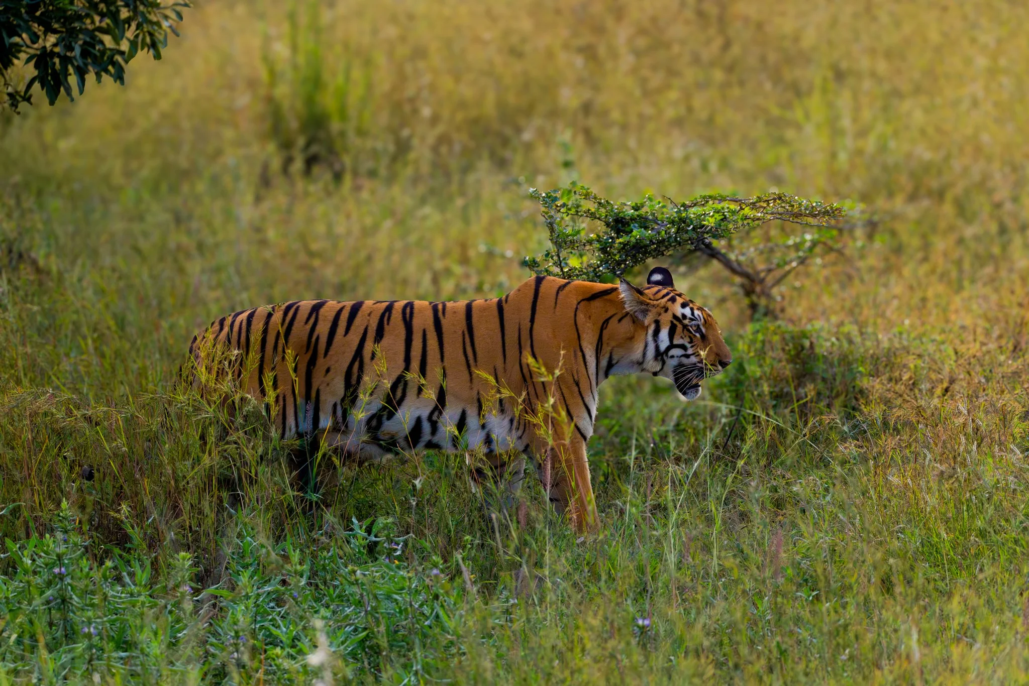 Tadoba National Park - Moharli