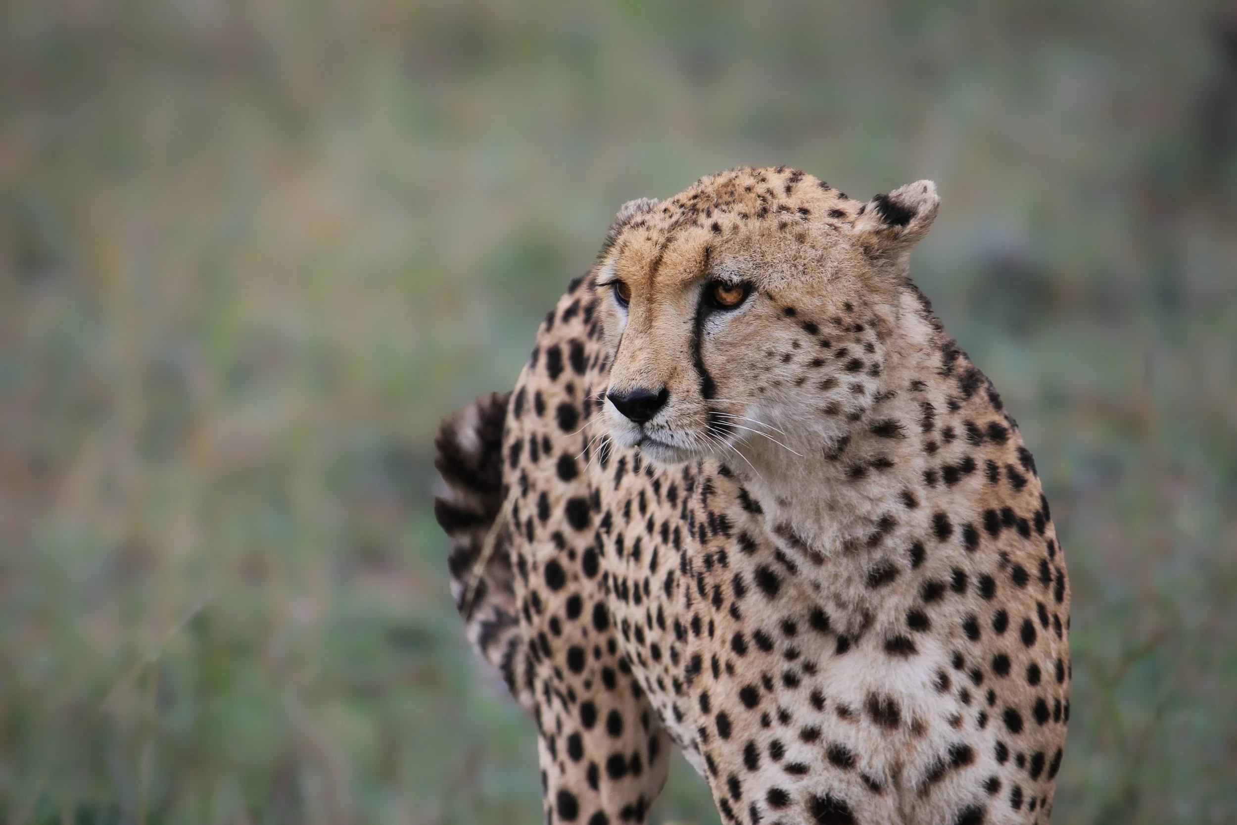 South Africa/Kenya