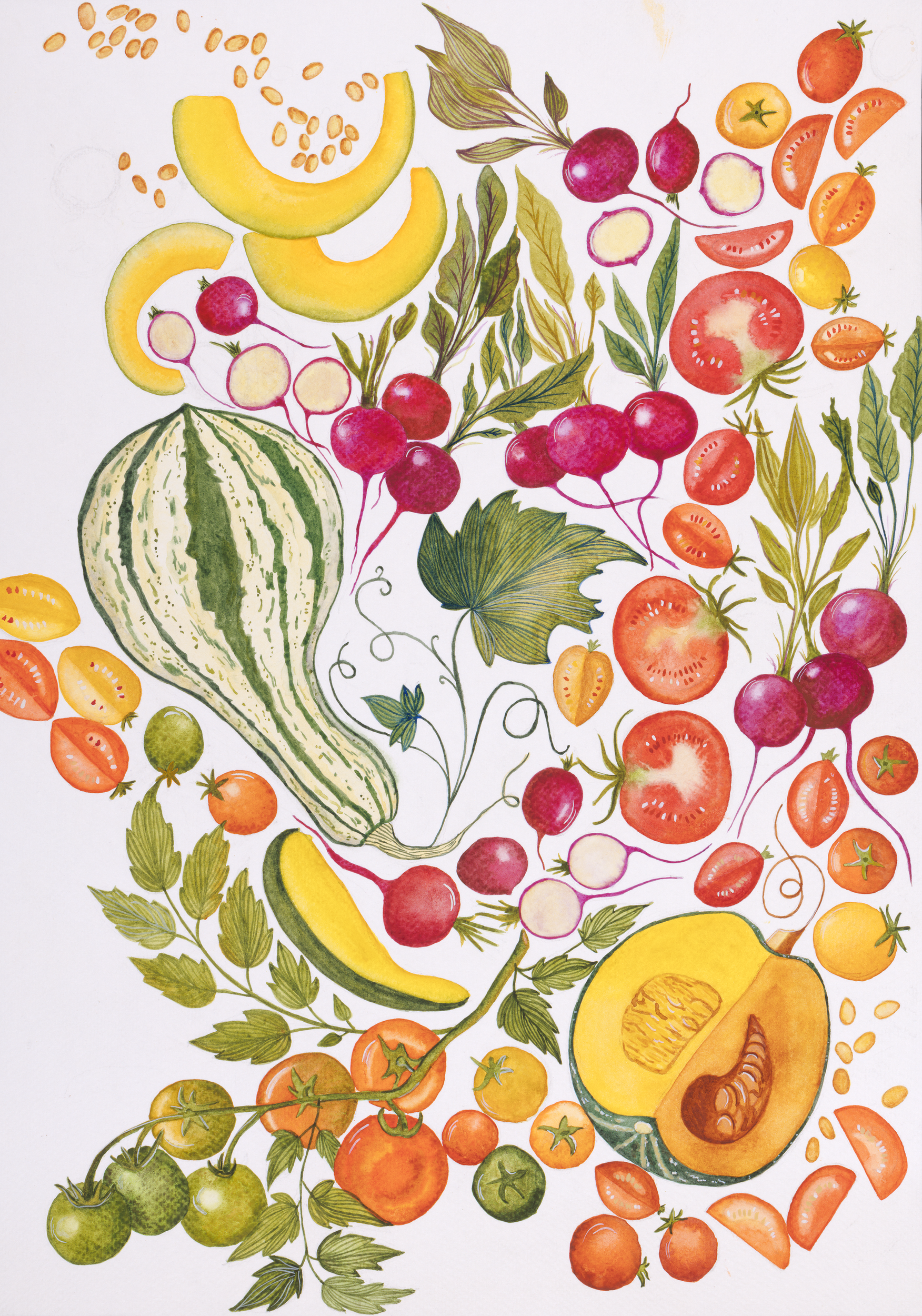 Illustration of various fruits and vegetables including pumpkins, cantaloupe, tomatoes, radishes, arranged with leaves into decorative style, watercolor illustration