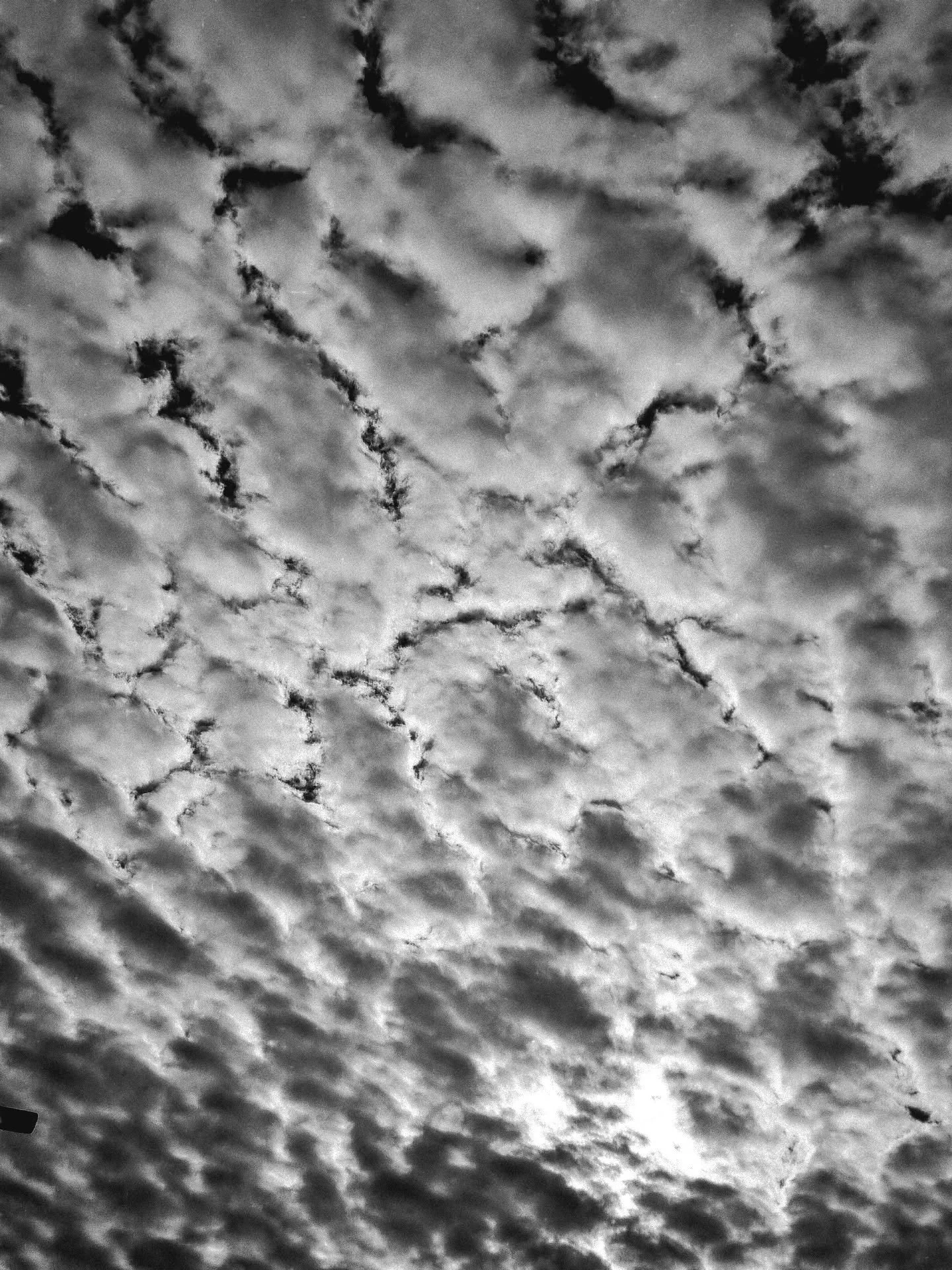 Gschw&auml;rzti Rose, Wissi West
▪︎
&Auml; witere Text.