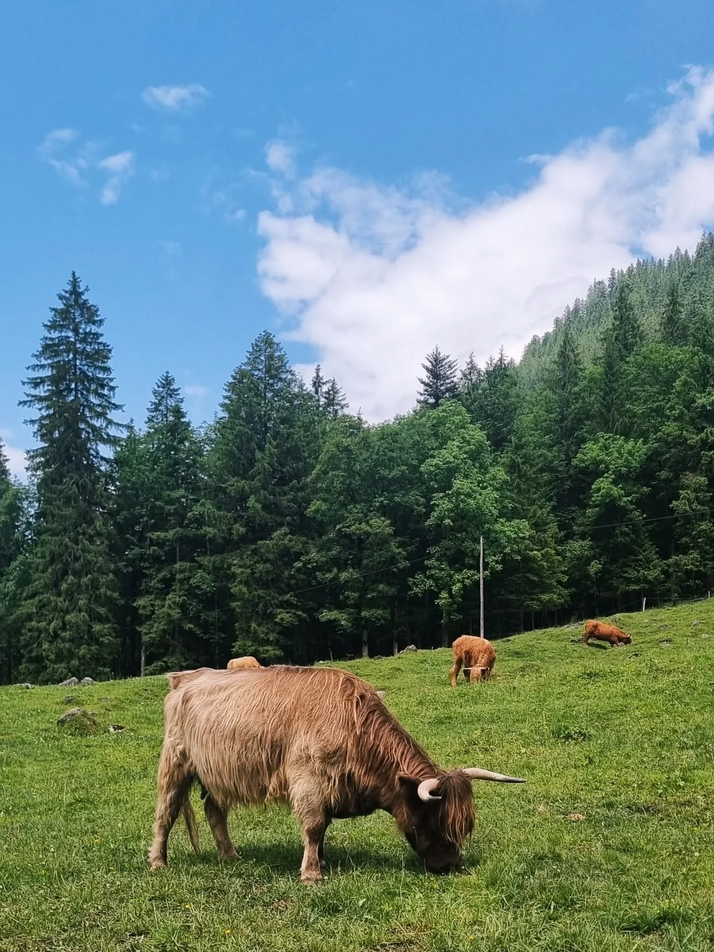 Uf Lyrikgaleri.com finsch meh.