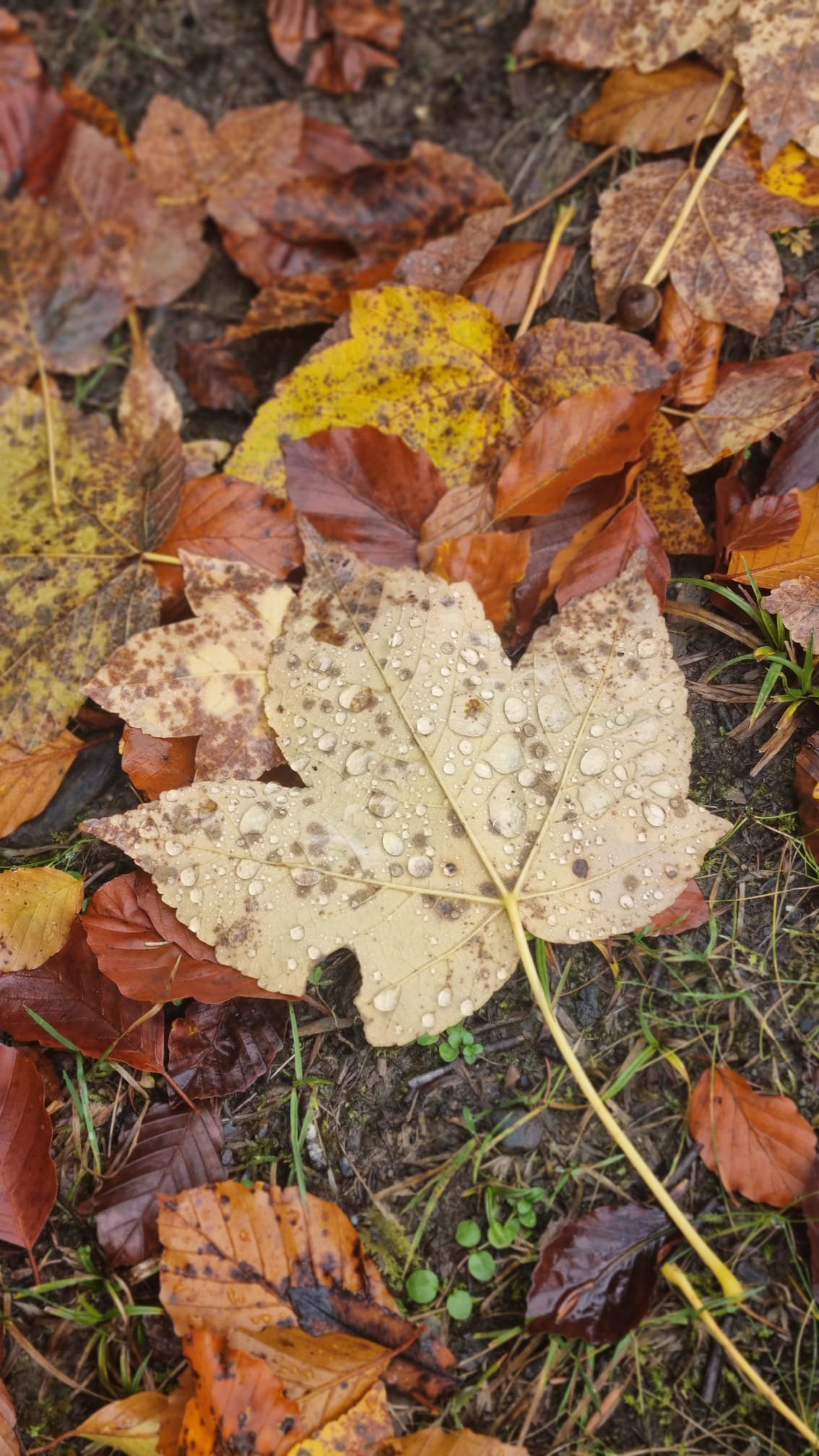 Herbstblätter mit Wassertröpfchen auf nassem Boden, verschiedene Farben wie Gelb, Braun und Orange.