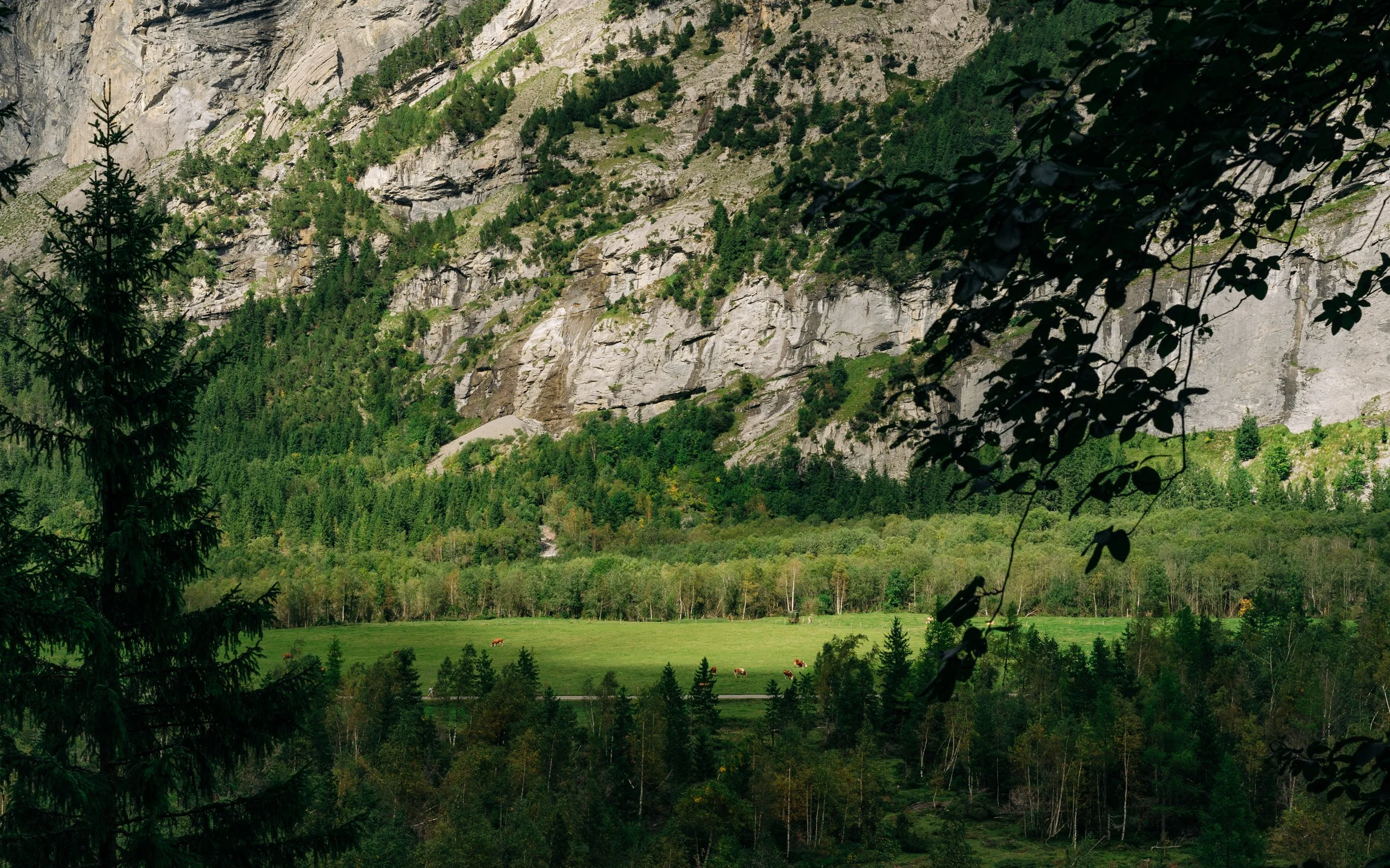 Blick auf eine grüne Wiese mit Kühen, umgeben von Wäldern und hohen Felsen im Hintergrund, teilweise beschattet durch Baumzweige.