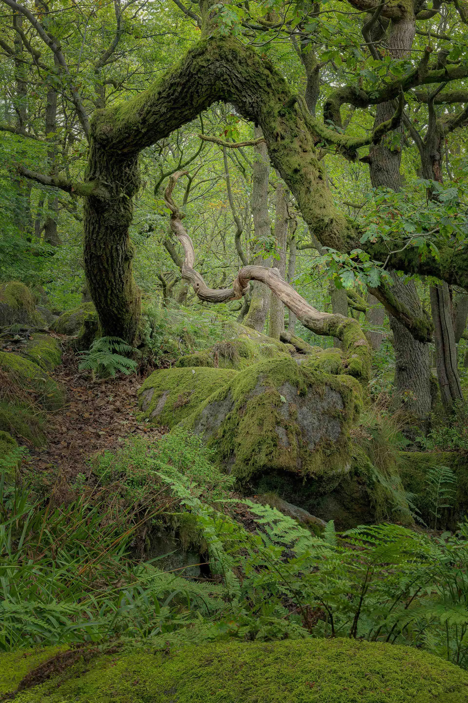 Padley Gorge Twistted Tree - Scotland 2 @JonRangerPhotography-dynamicranger.com.jpg
