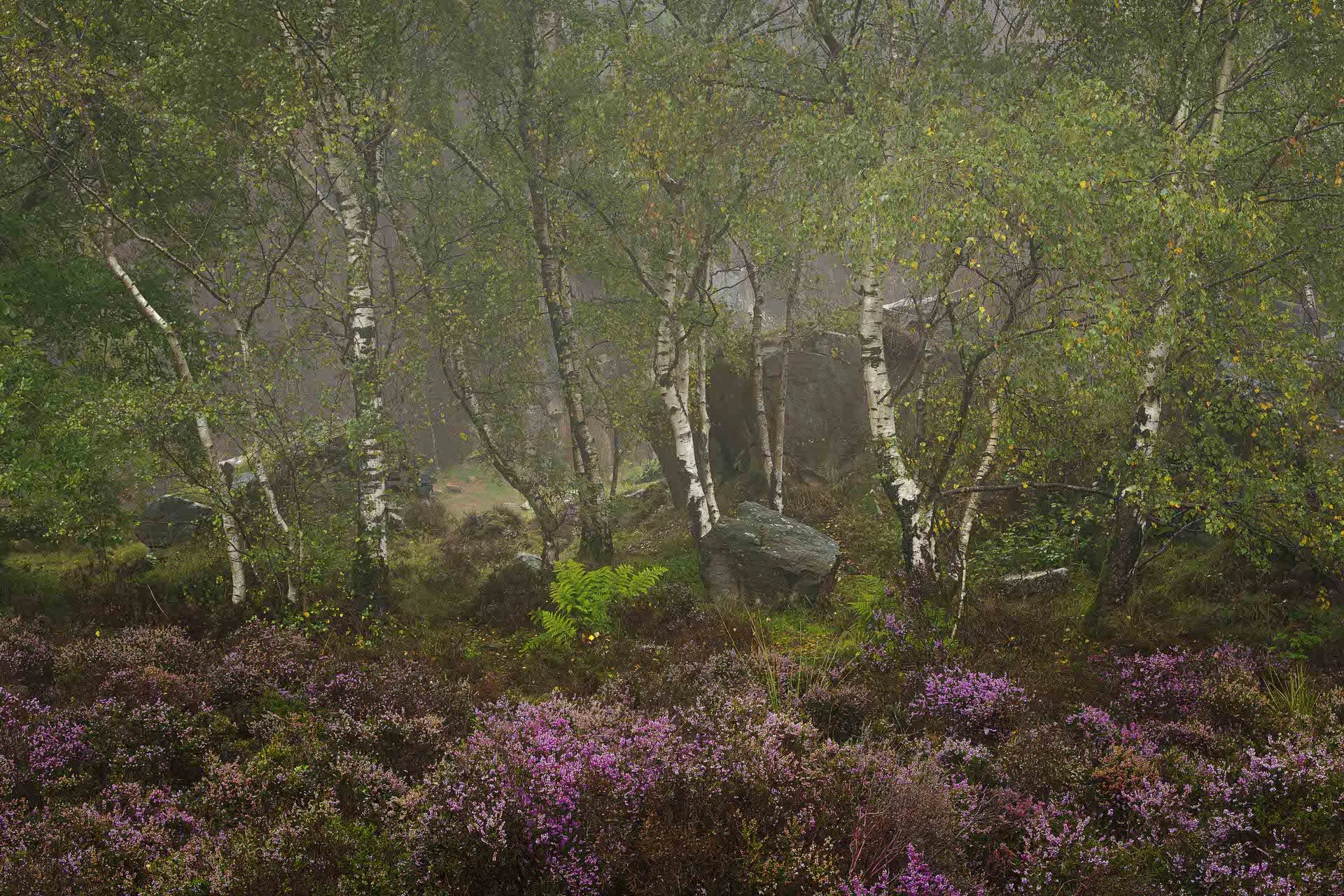 Heather and Birch @JonRangerPhotography-dynamicranger.com.jpg