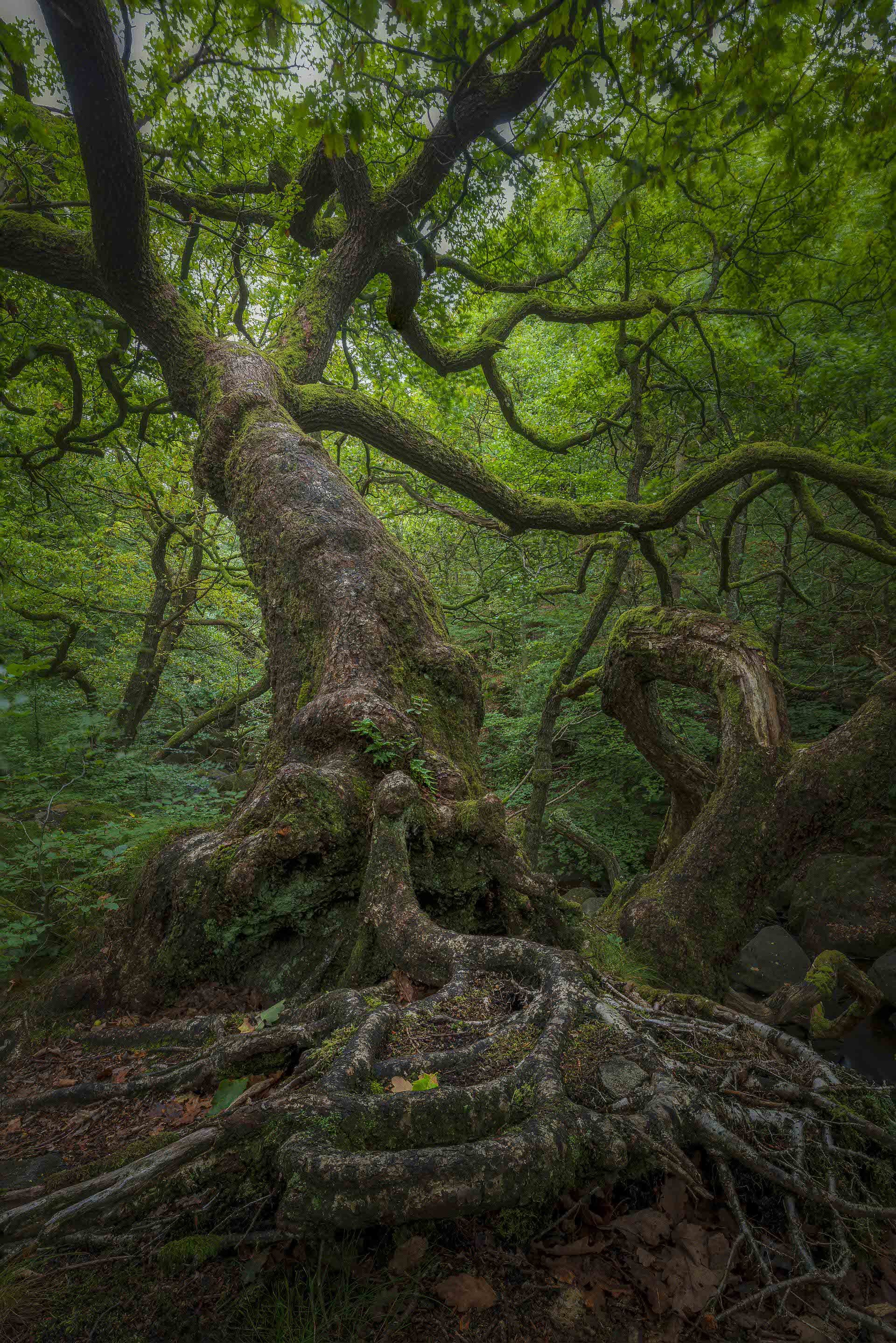 Padley Gorge Twistted Tree - Scotland @JonRangerPhotography-dynamicranger.com.jpg