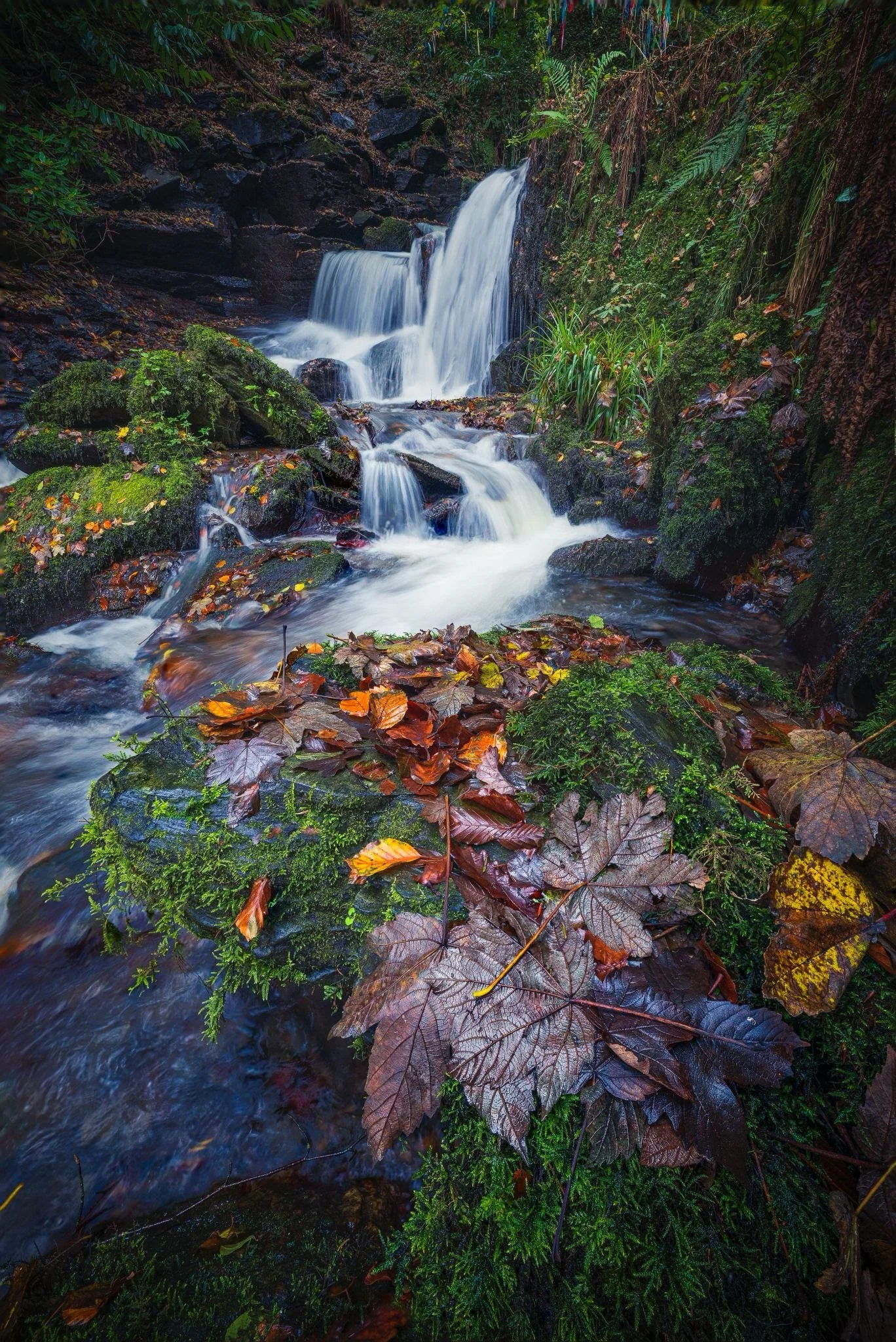 Water&Leaves @JonRangerPhotography-dynamicranger.com.jpeg