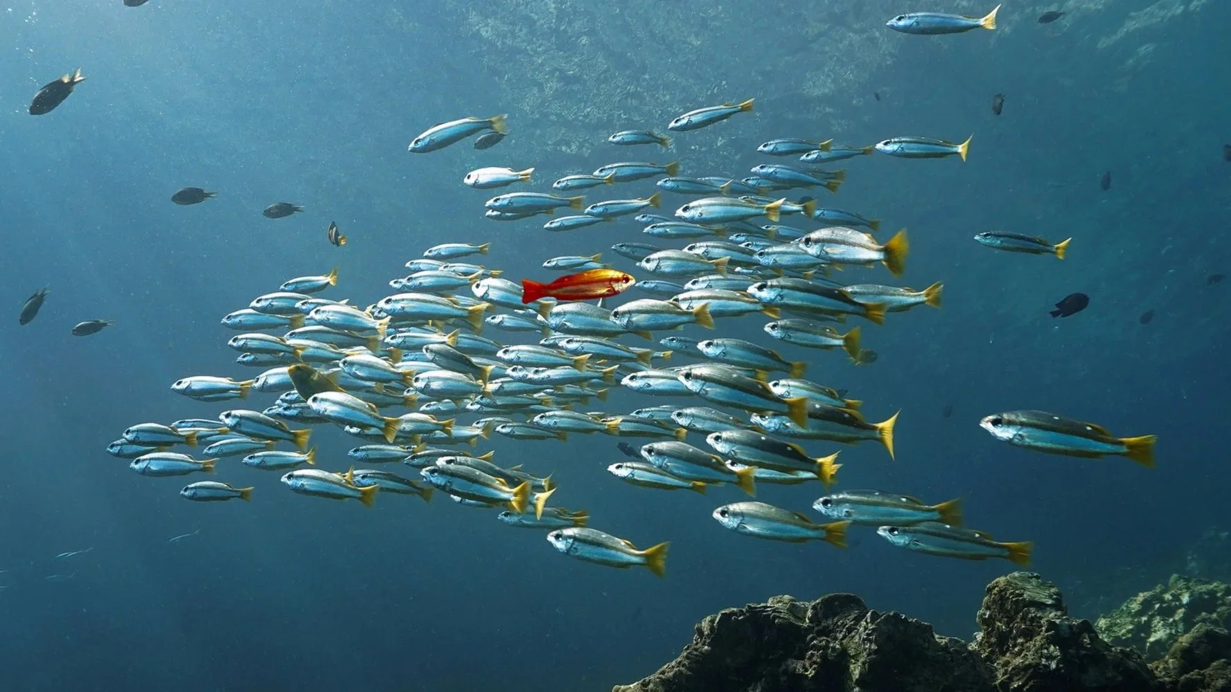 One gold fish swimming in the opposite direction