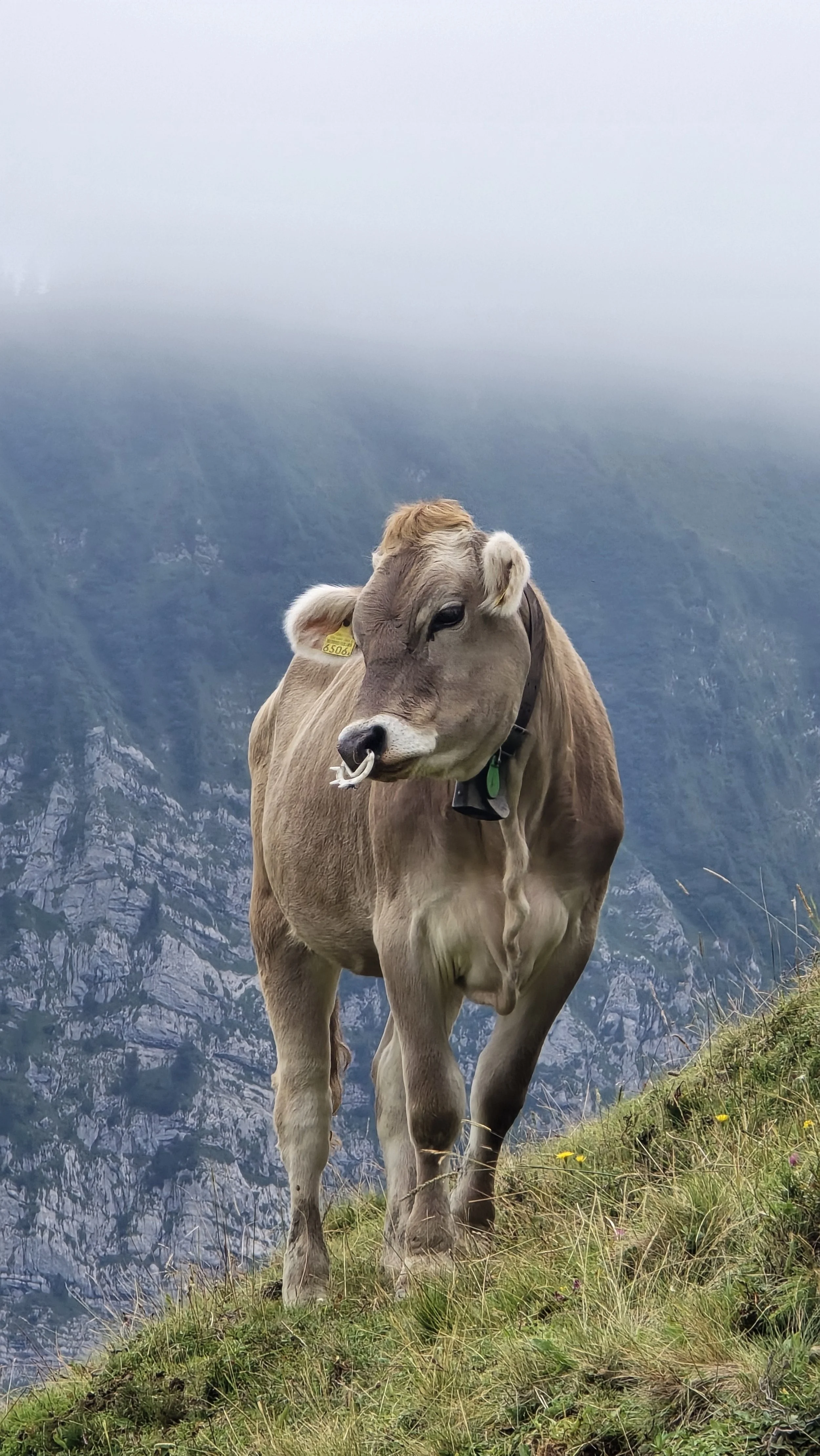 A cow standing on a grassy mountainside with a misty mountain landscape in the background.