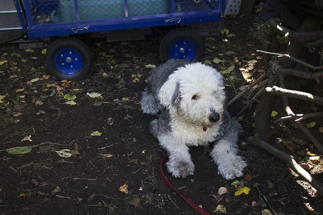A fluffy white and gray dog laying on dark soil among fallen leaves, next to a small blue cart with black wheels, in an outdoor setting with foliage and shadowed areas.