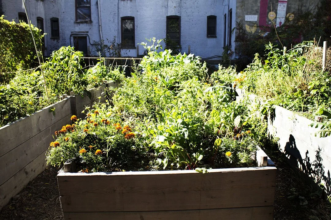 Urban garden with various green leafy plants and orange flowers, surrounded by wooden raised garden beds.