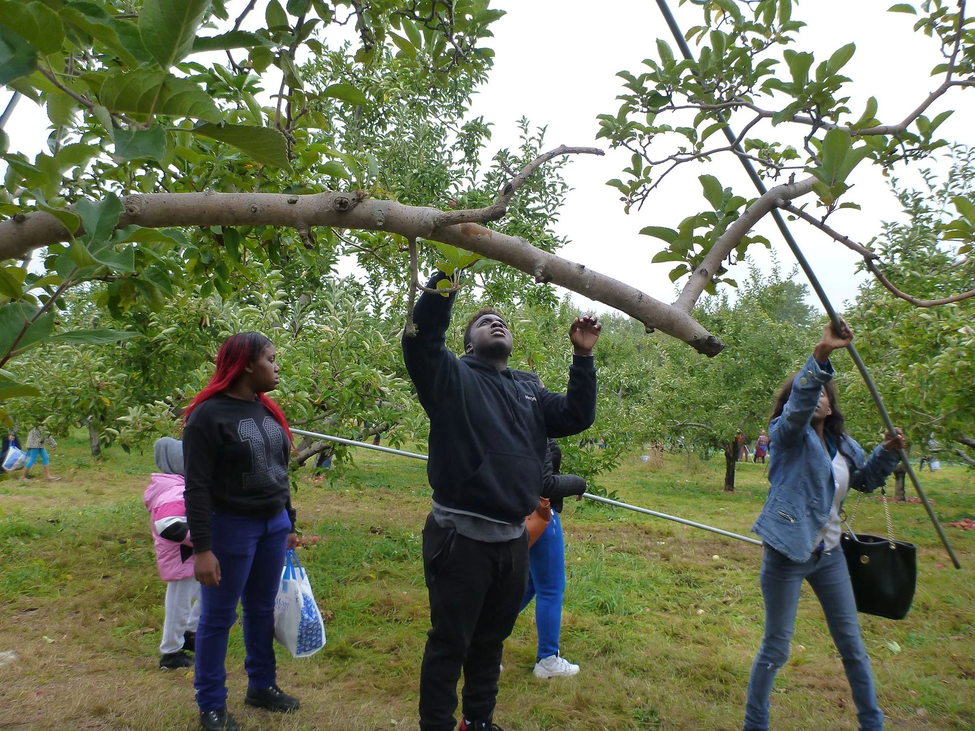 People picking apples from a tree in an orchard.