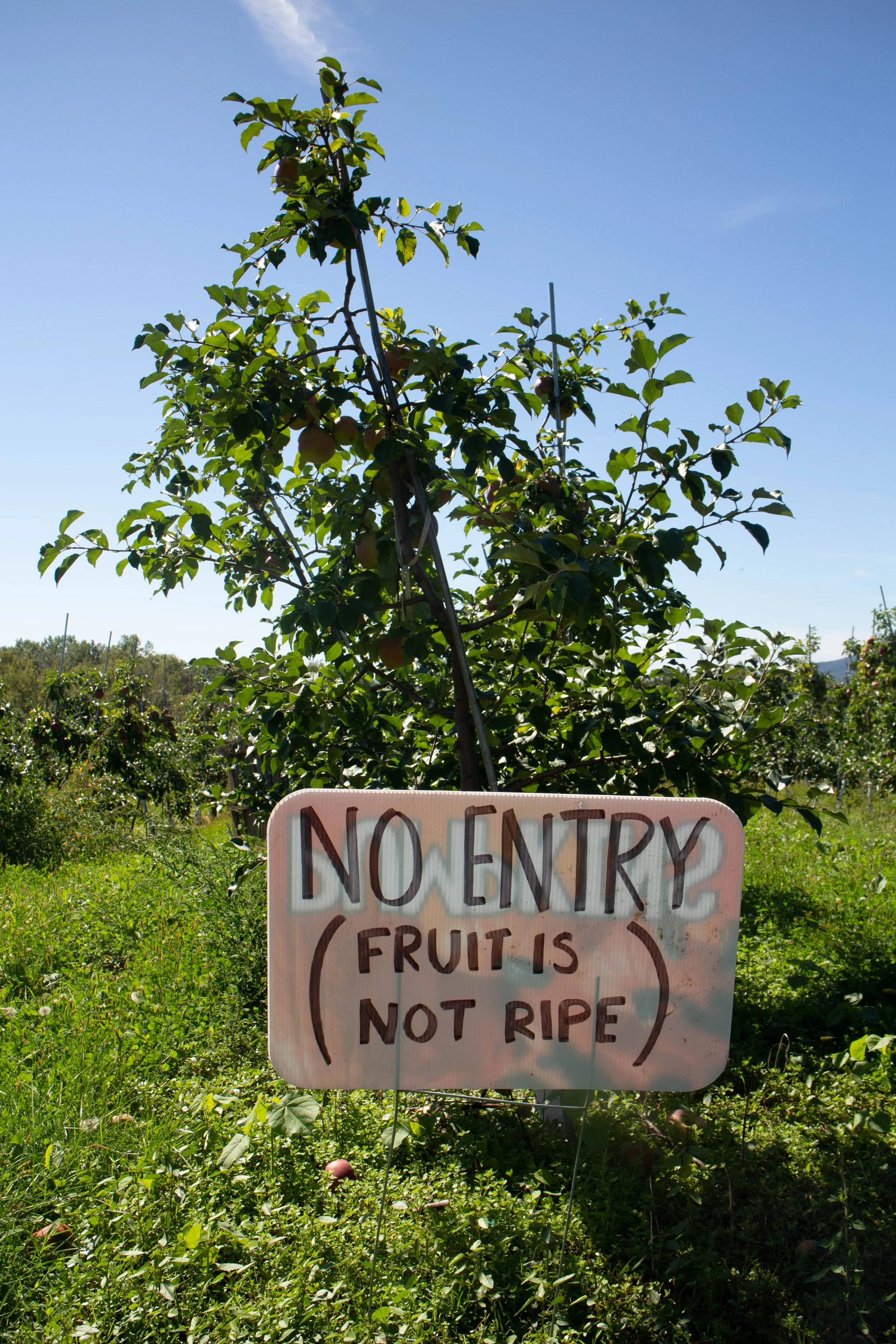A fruit tree in an orchard with a sign that says 'No Entry. Fruit is Not Ripe'.