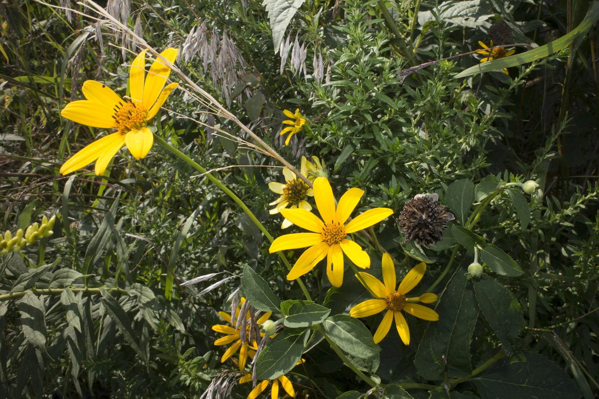 Yellow flowers with black centers among green foliage and dried grass in a natural setting.