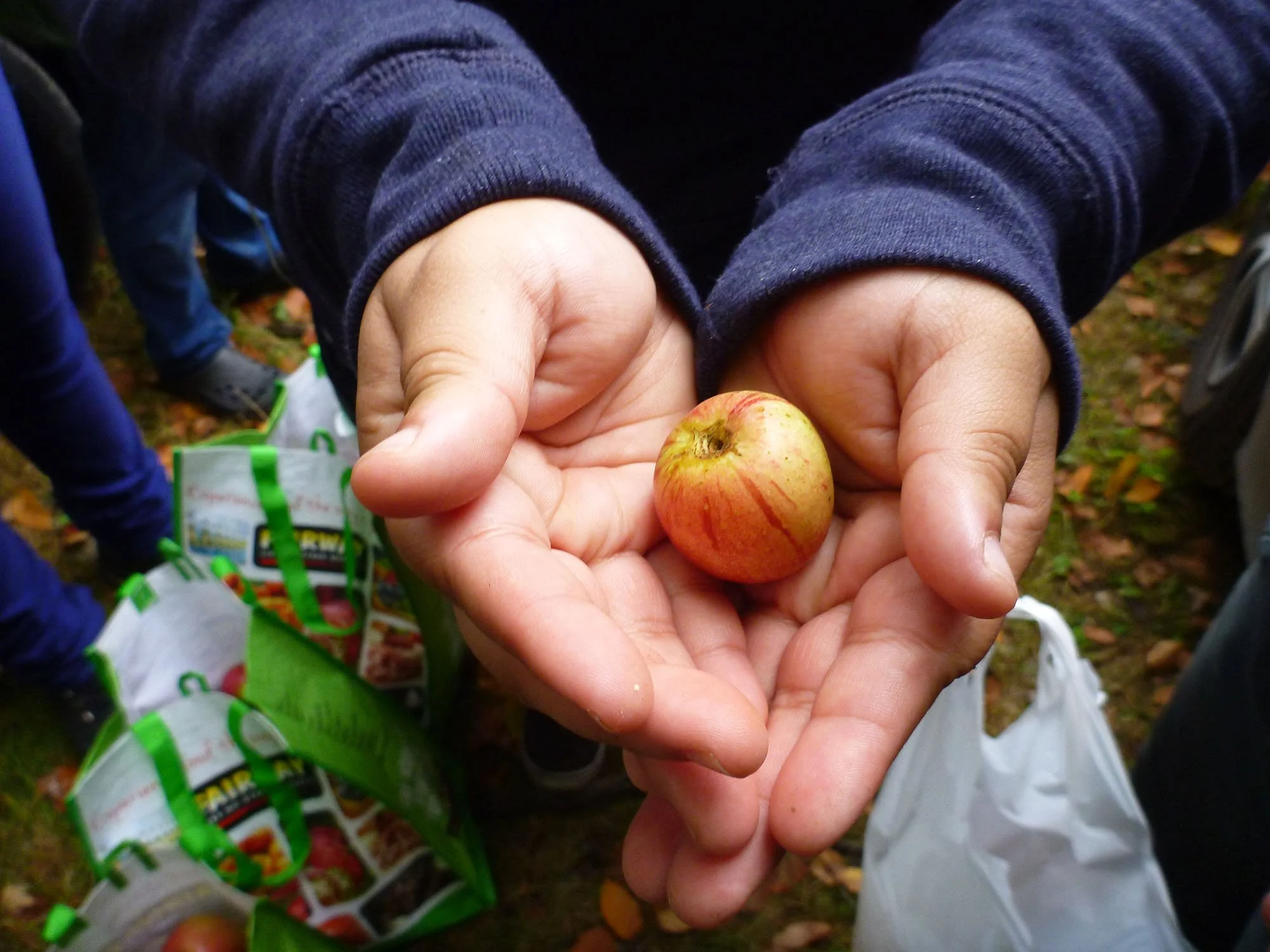 Person holding a small apple with a pinkish-yellow skin and red streaks, outdoors with shopping bags and leaves on the ground.