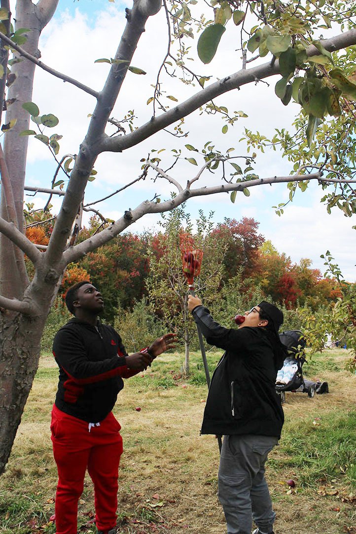 Two women picking apples from a tree in an orchard during daytime, surrounded by colorful fall foliage.