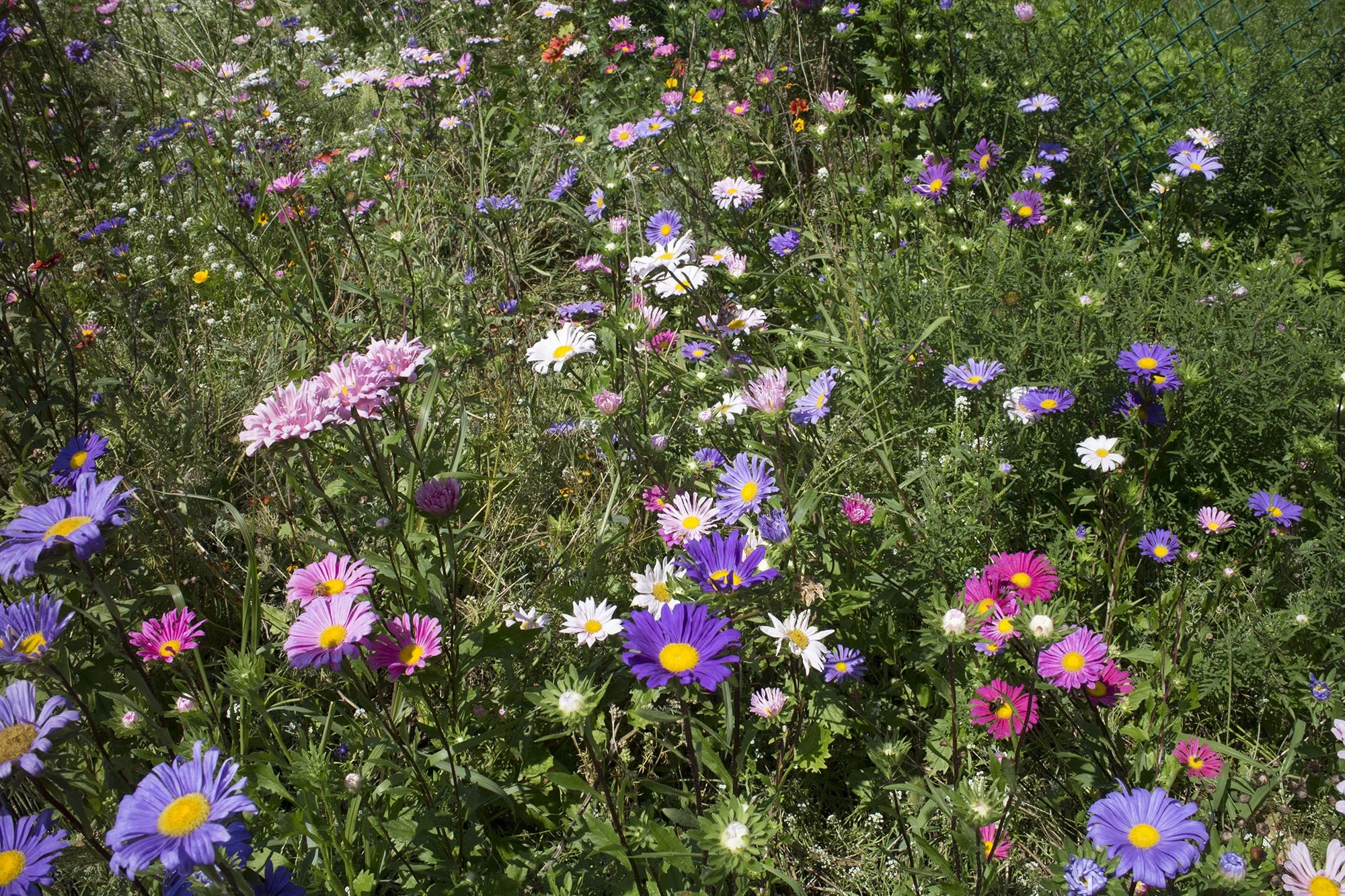 A garden filled with colorful daisies and other wildflowers in purple, pink, and white, with a green wire fence in the background.