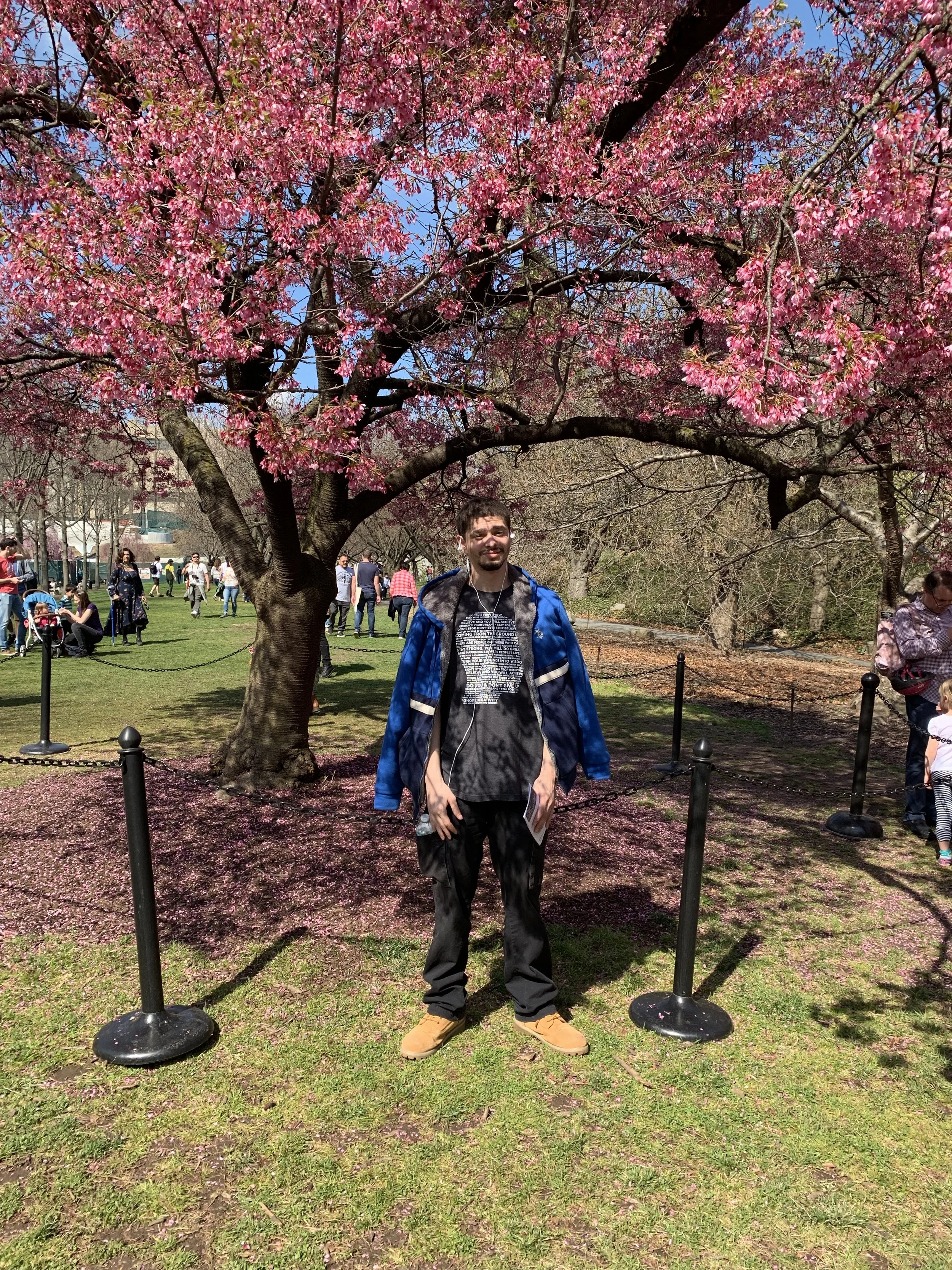 A man standing under a blooming pink cherry blossom tree in a park with other people in the background.