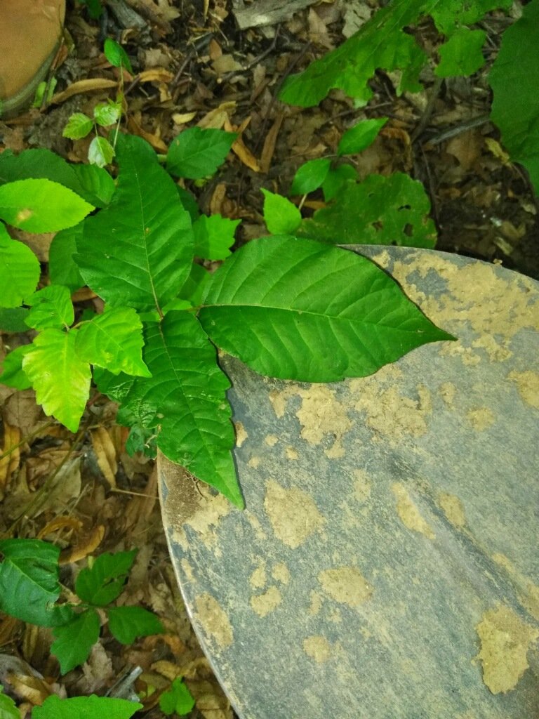 Green leafy plant with bright green leaves near a weathered, grayish-green surface in a forest setting.