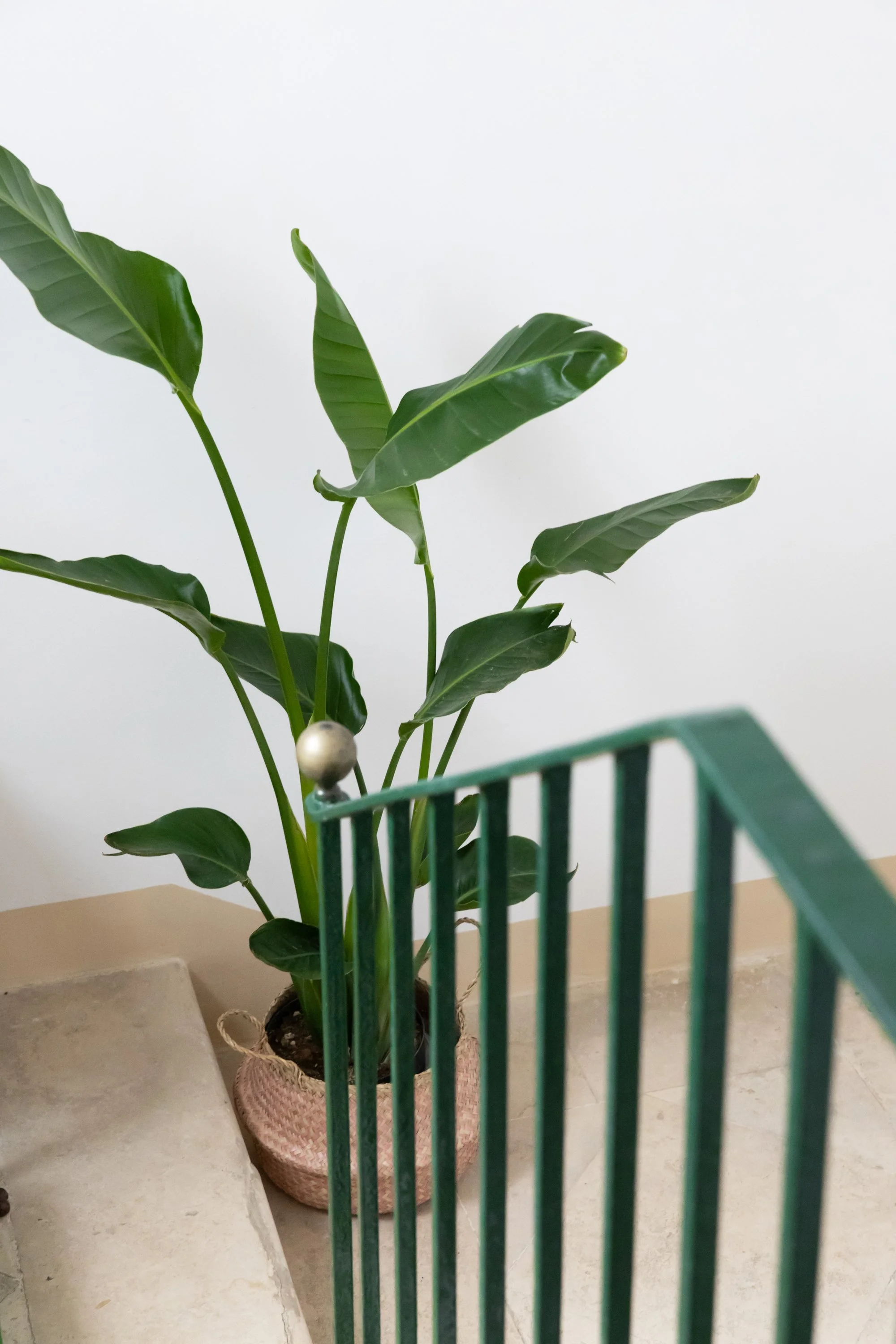A potted green leafy plant near a staircase and a green metal railing against a plain white wall.