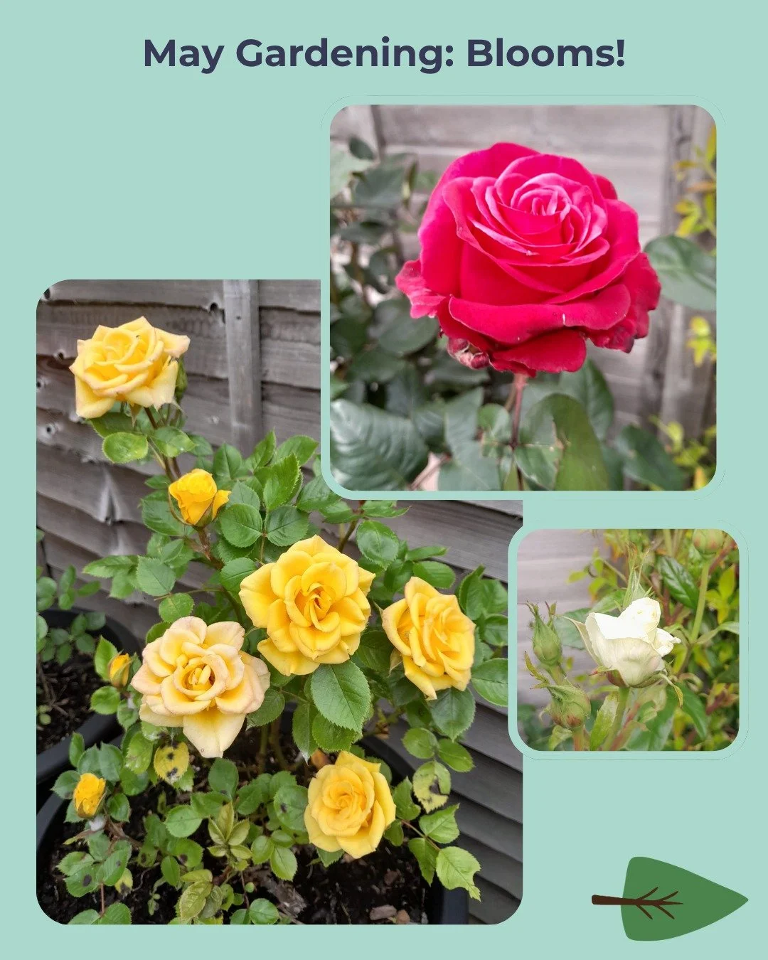May is a fun month in the garden, and this year has been no exception. 

Image 1: All my roses have started coming out. Flower Power Gold patio rose, Silver Anniversary hybrid tea, and Charisma hybrid tea.

Image 2: Early blueberries (Duke variety) a