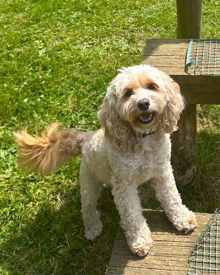 🐾 Happy International Dog Day! 🐾

Here's my little munchkin pretending she's sweetness and light, when actually she's a sock-stealing, snack-loving, either hyperactive or snoozing (there is no middle ground) footwear distribution specialist. 

She'
