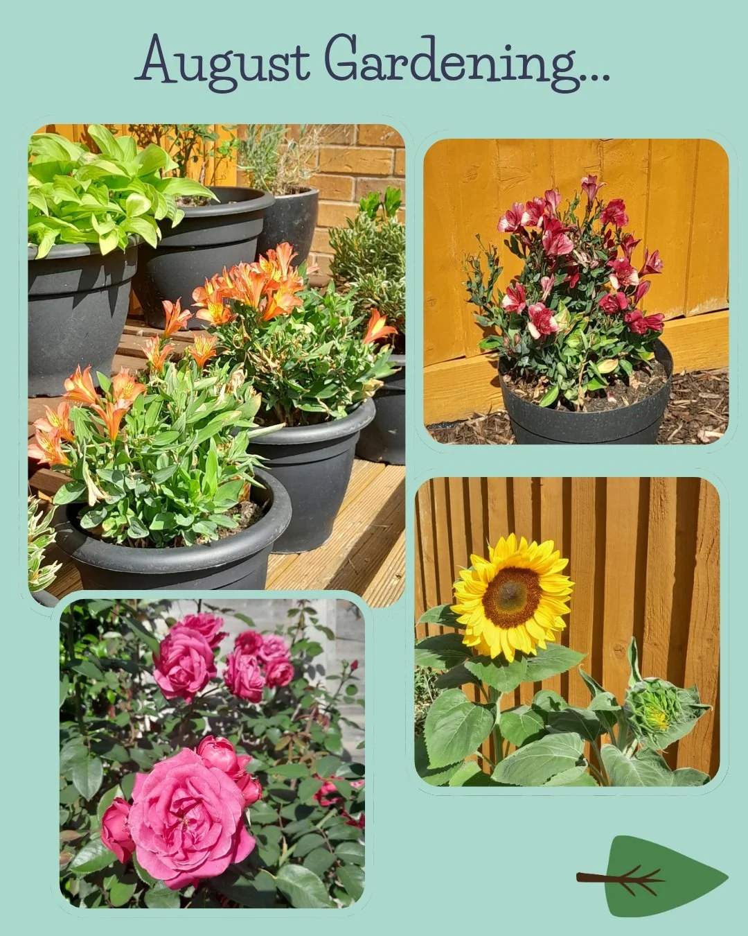 August has been a busy month in the garden, although the lack of rain has left the lawn looking more like straw. Still, the plants have thrived! 

Pic 1: Two varieties of Alstroemeria aka Peruvian Lily (top left and top right), pink hybrid tea roses 
