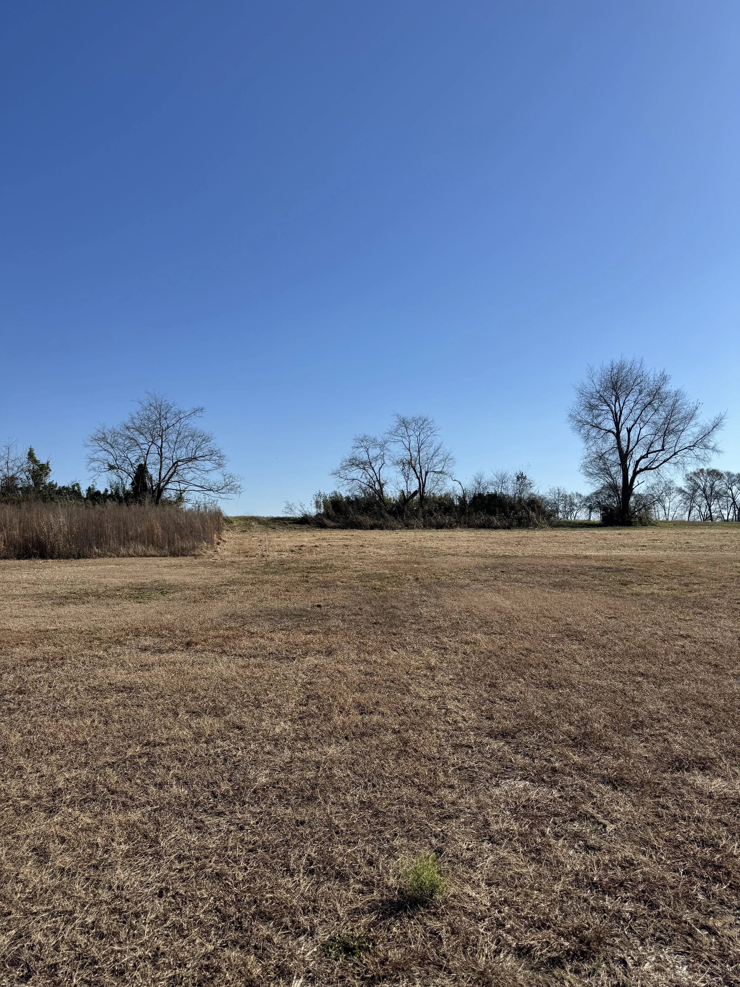 Open grassy field with bare trees under a clear blue sky.