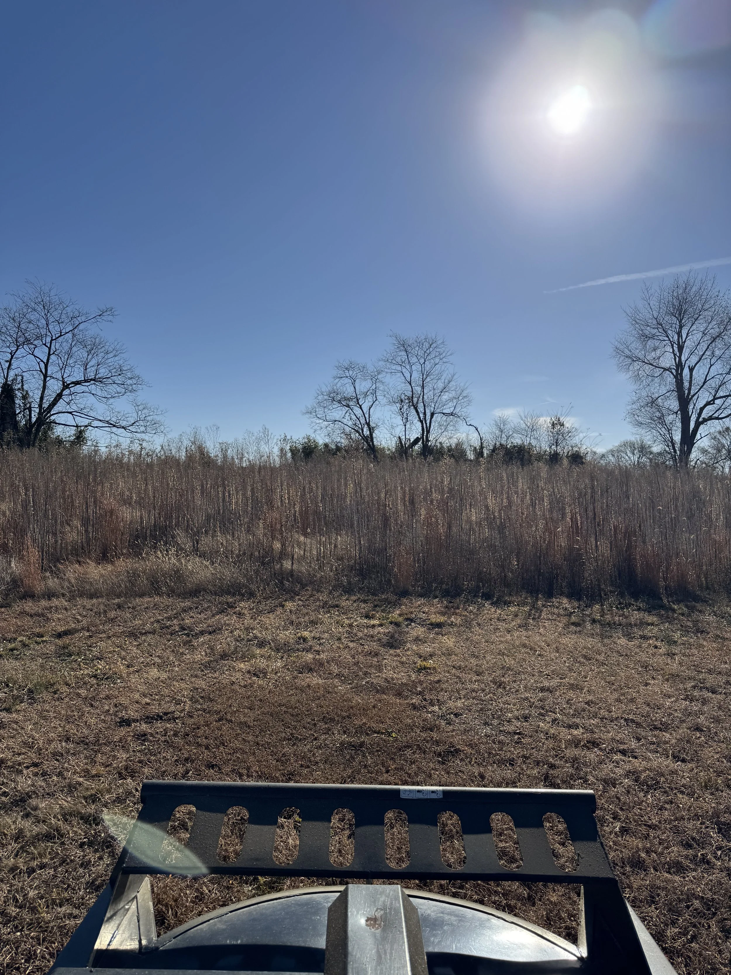 A landscape view of a field with tall dry grass and a few leafless trees under a clear blue sky with the sun shining brightly.