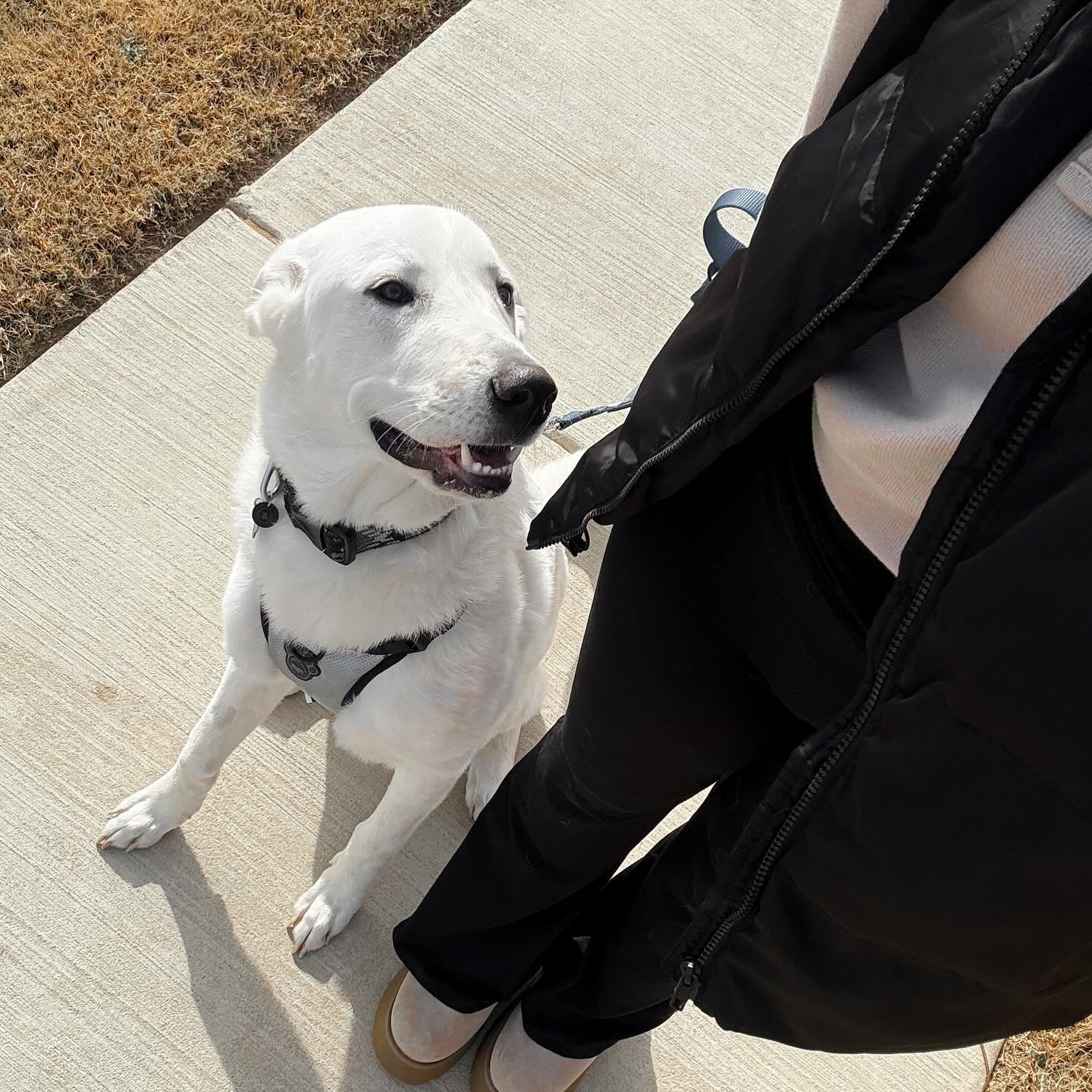 &amp; that&rsquo;s a wrap on december. 

✔️ finished semester 5 of nursing school
✔️ moved into a new house 
✔️ folded when cooper destroyed yet another toy