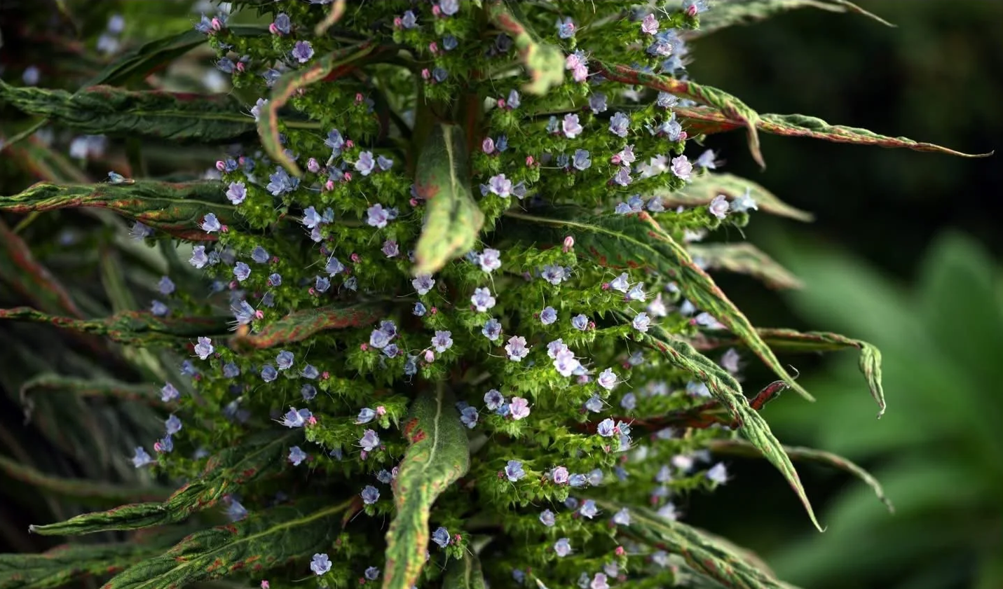 Close-up of a flowering plant with small purple and white flowers and elongated green leaves.